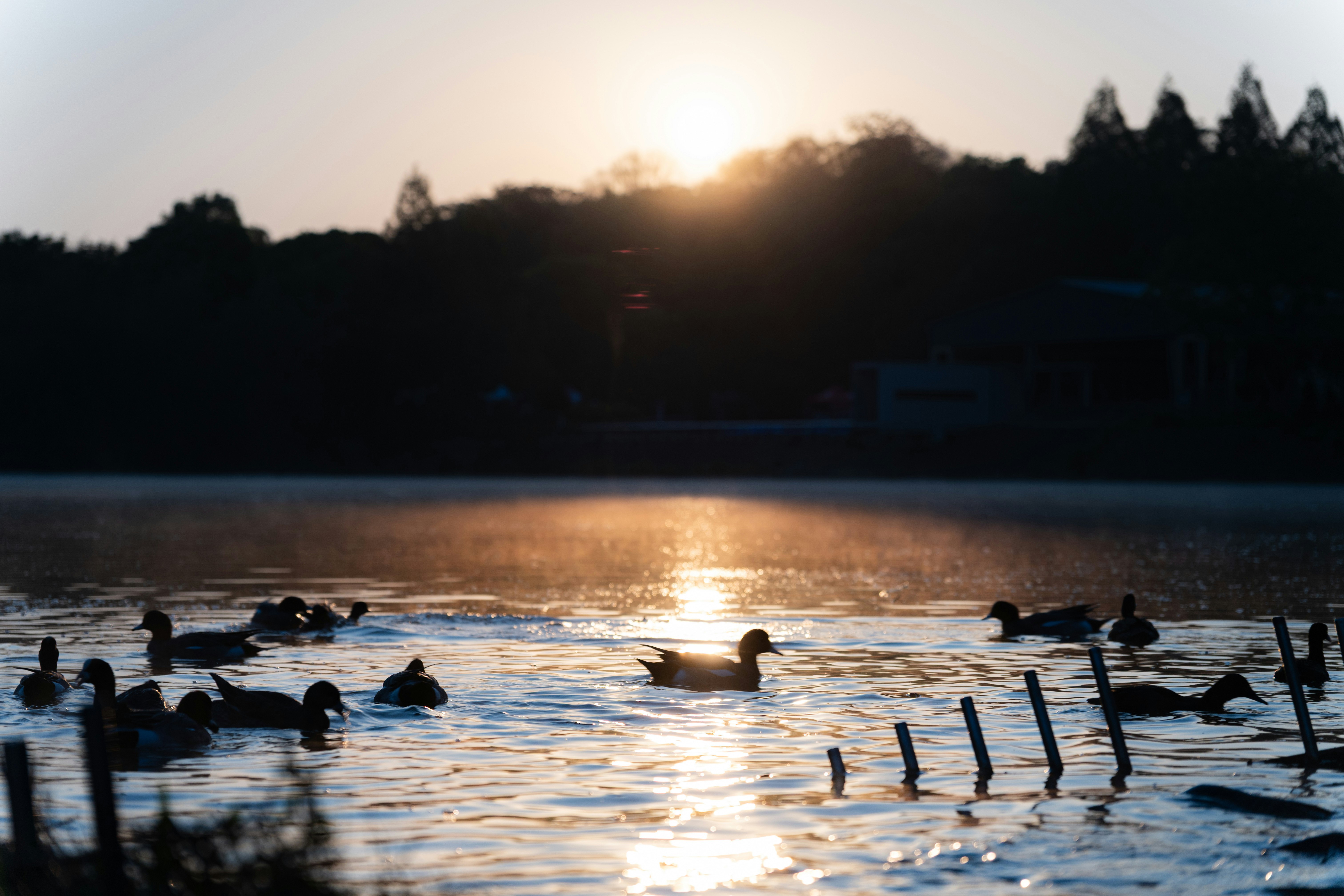 夕日に照らされる湖畔で泳ぐ人々
