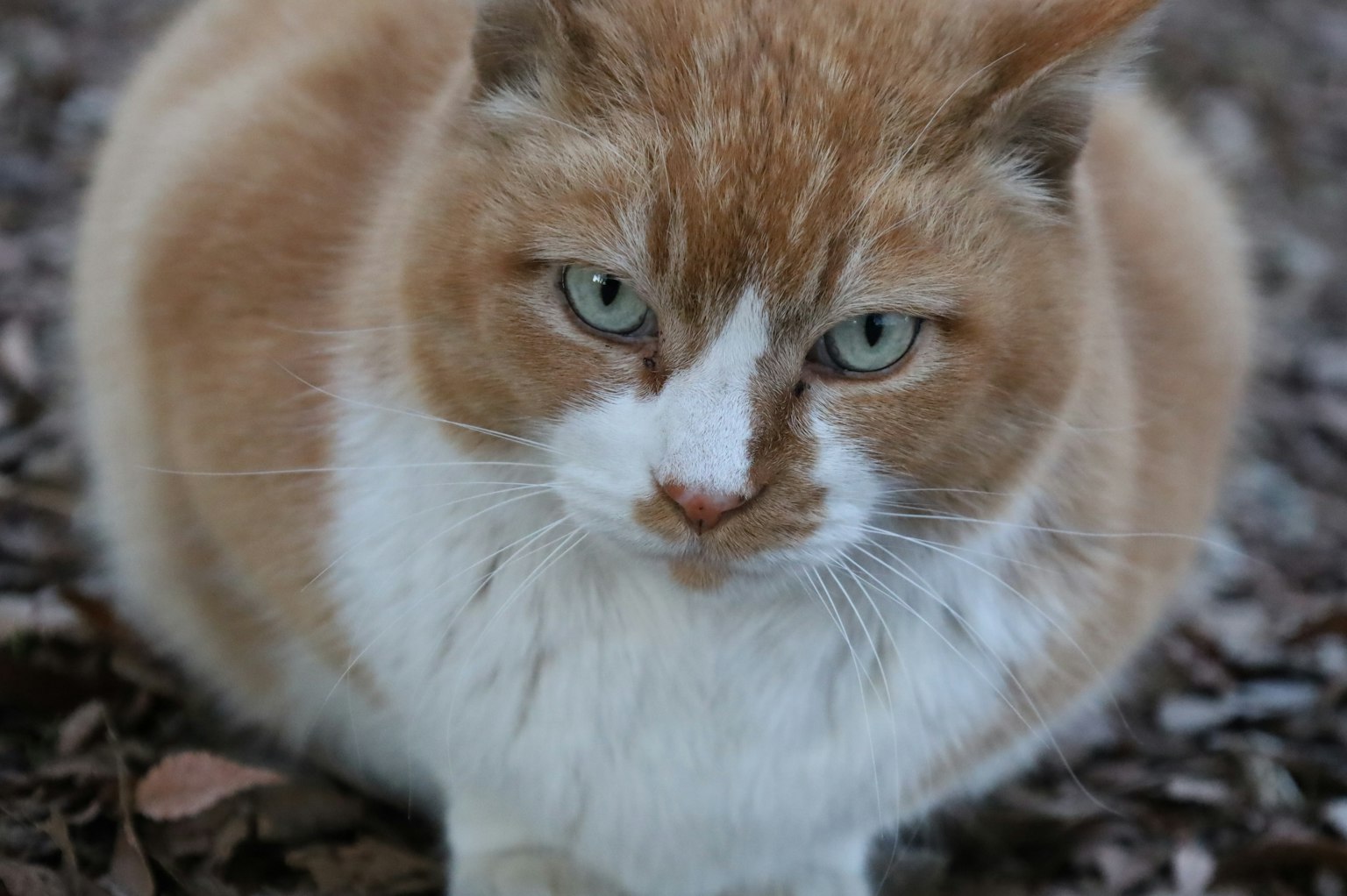 Orange-weiße Katze sitzt auf dem Boden