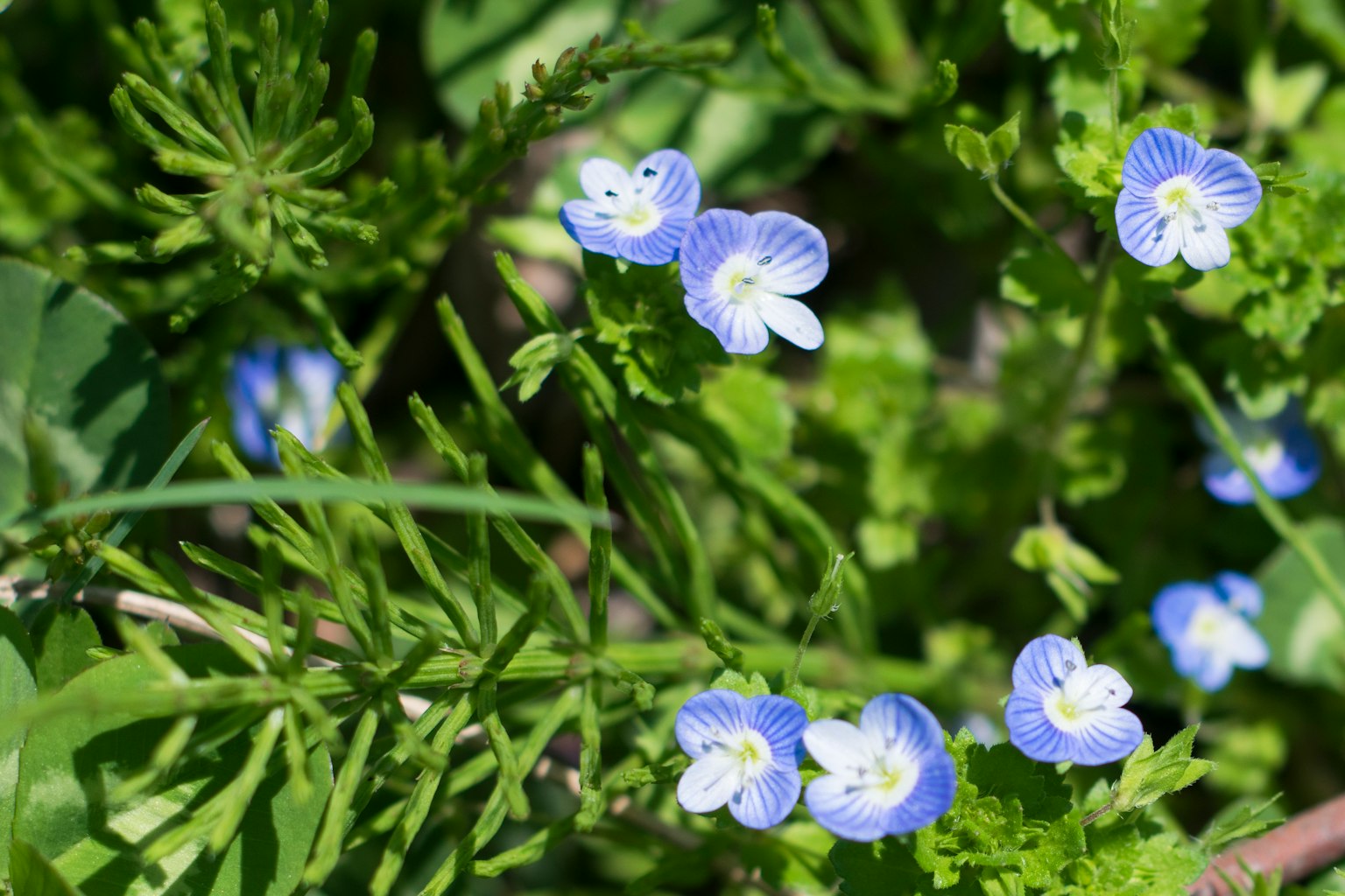 Nahaufnahme von blauen Blumen und grünem Laub in einer natürlichen Umgebung
