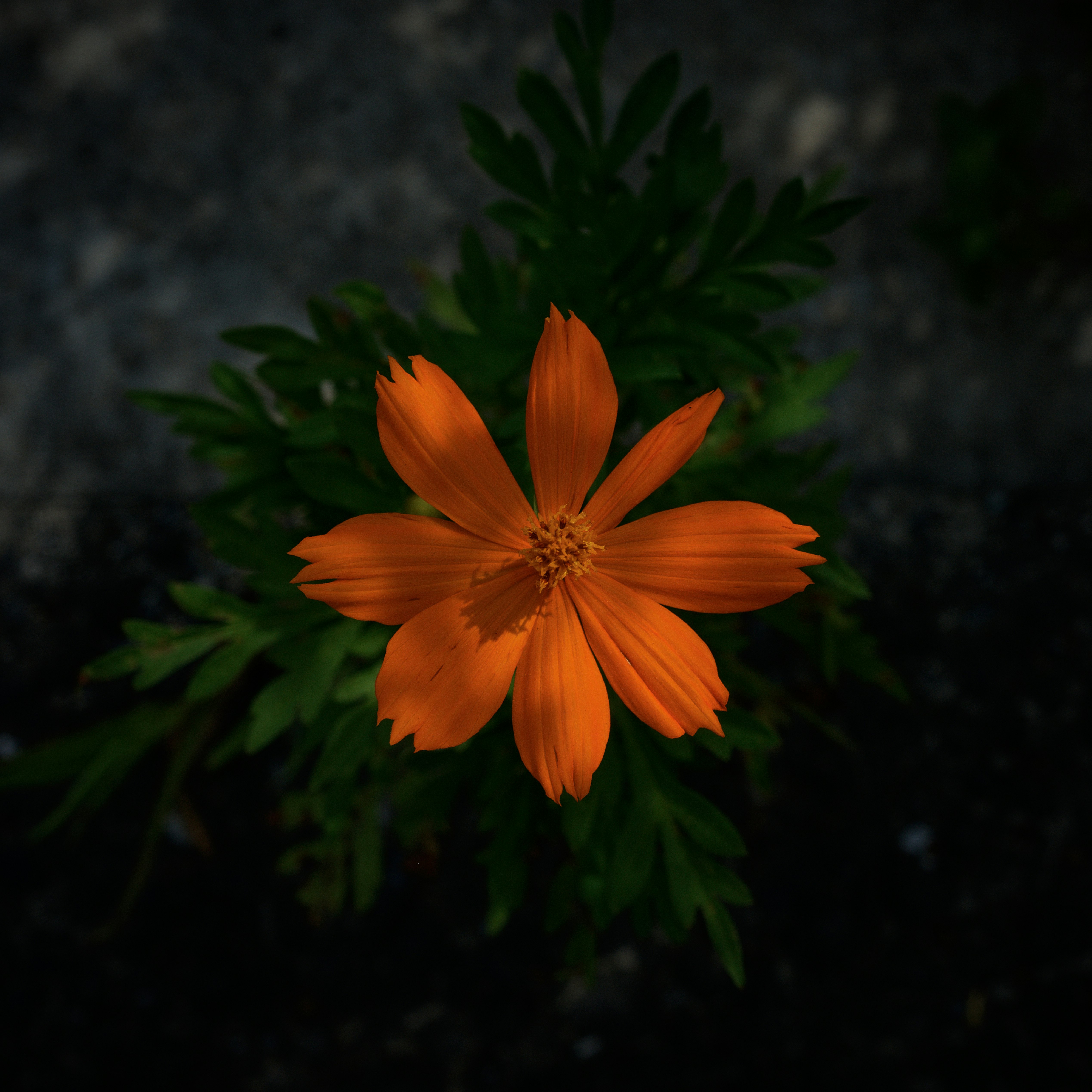 暗い背景に浮かぶオレンジの花