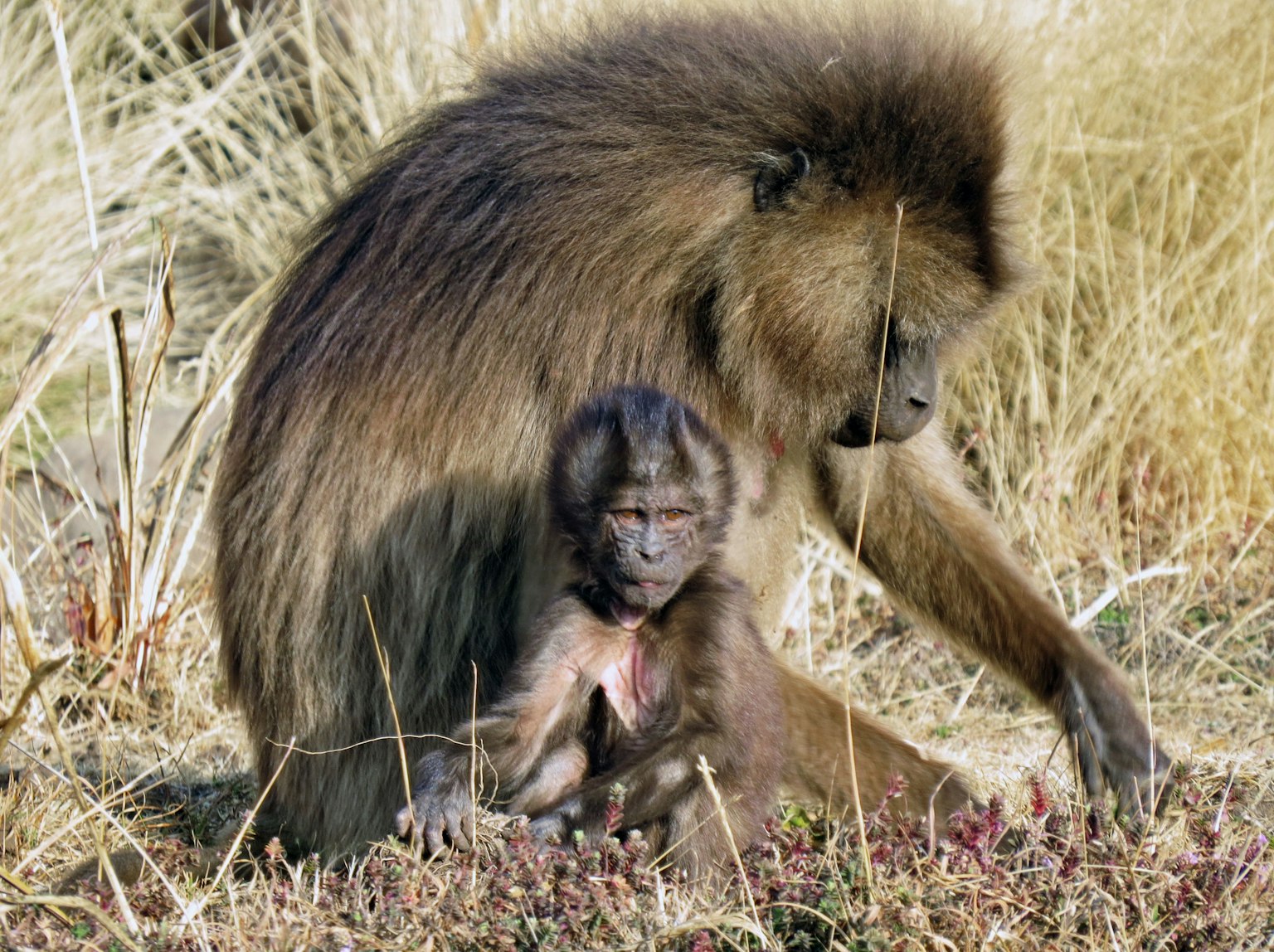 Une mère babouin et son bébé assis dans une zone herbeuse