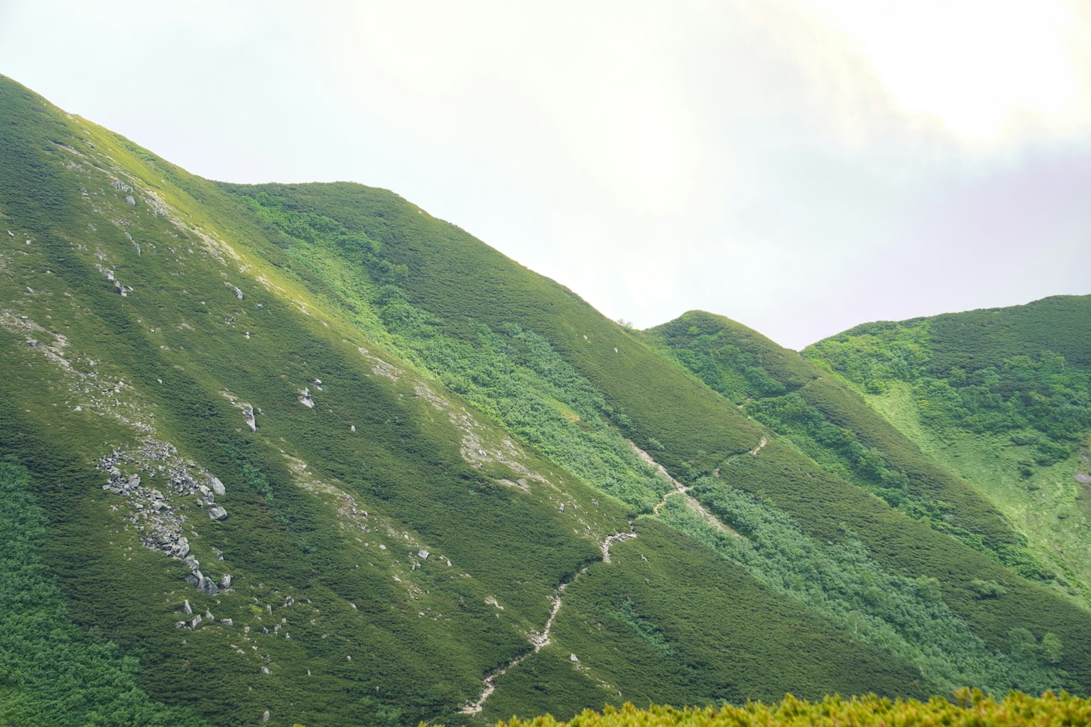 郁郁葱葱的山坡和可见的小径