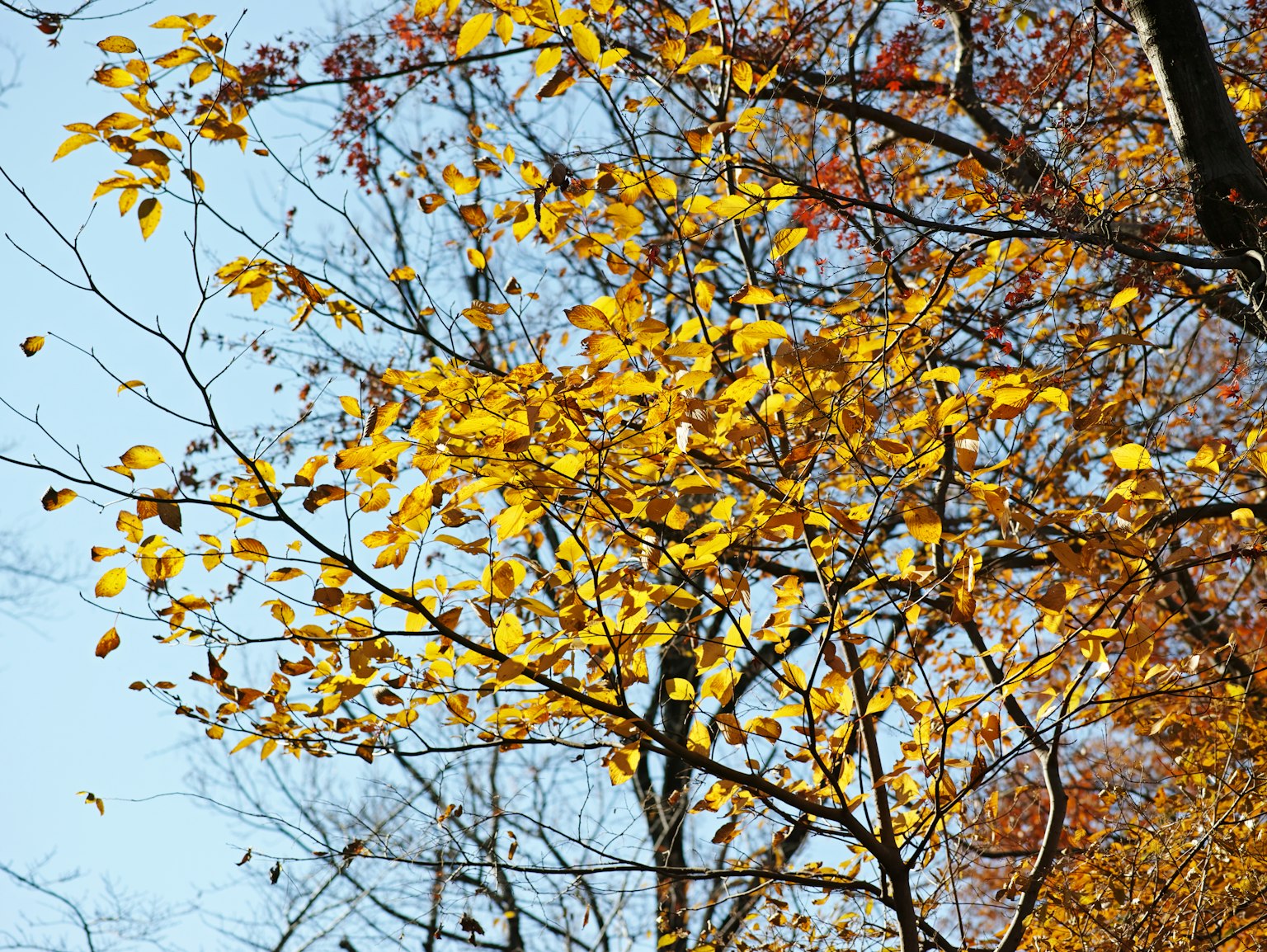 Branches with vibrant autumn leaves against a clear blue sky