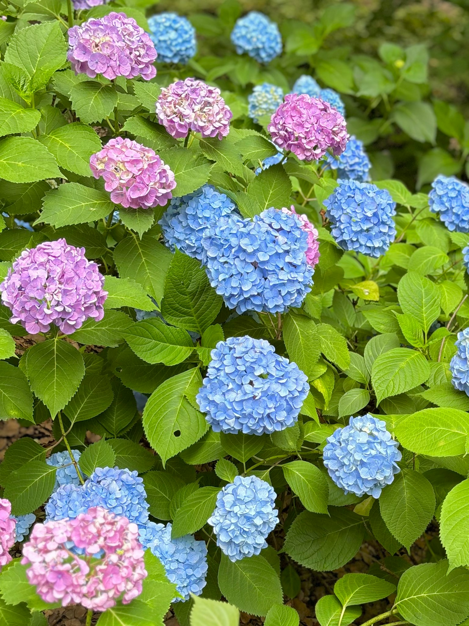 Hortensia berwarna-warni mekar di taman