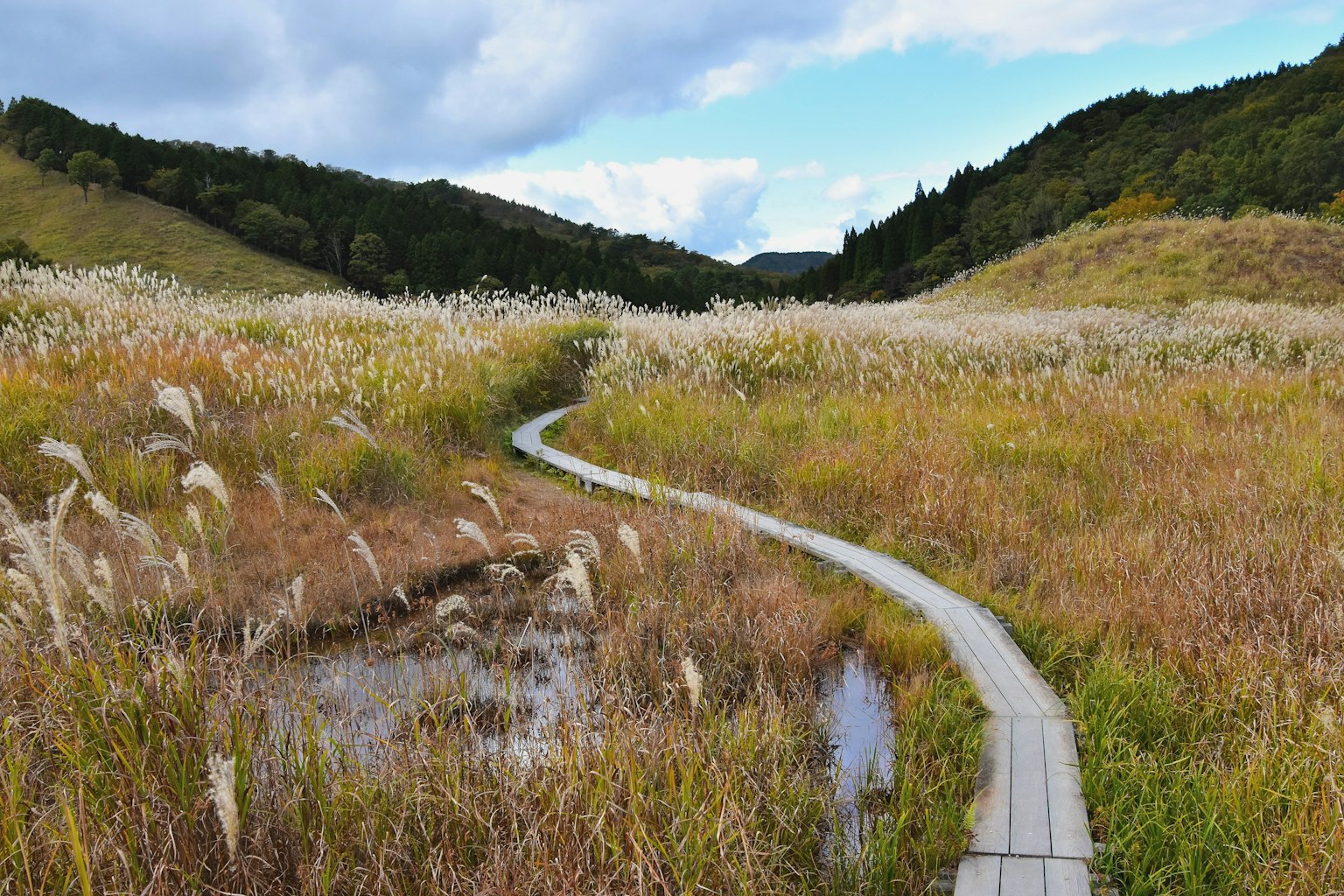 Serene landscape with a winding path through tall grass