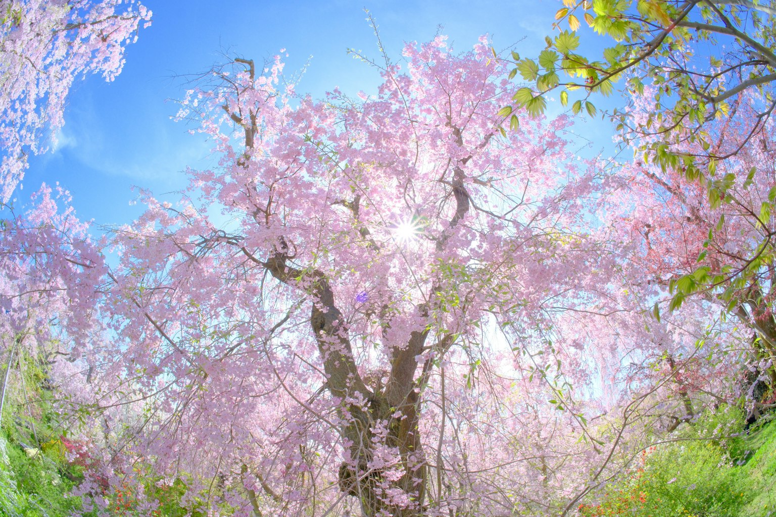 Un albero di ciliegio in fiore sotto un cielo blu chiaro