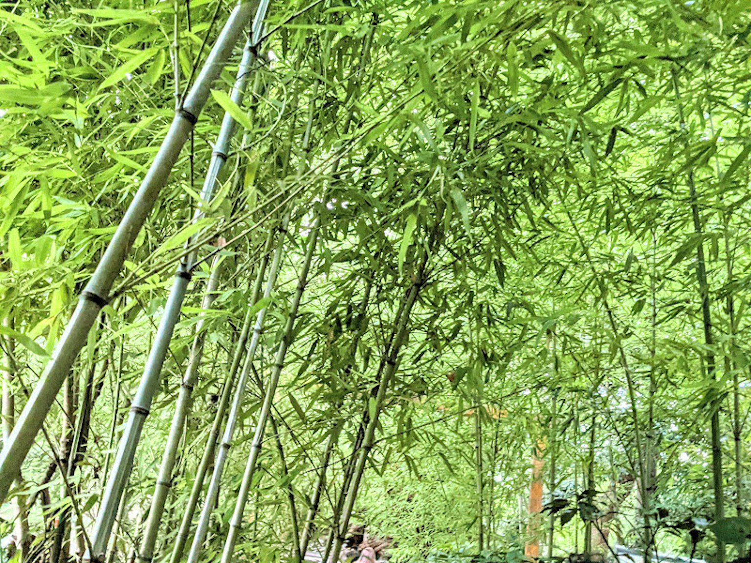 一个人在茂盛的竹林中行走