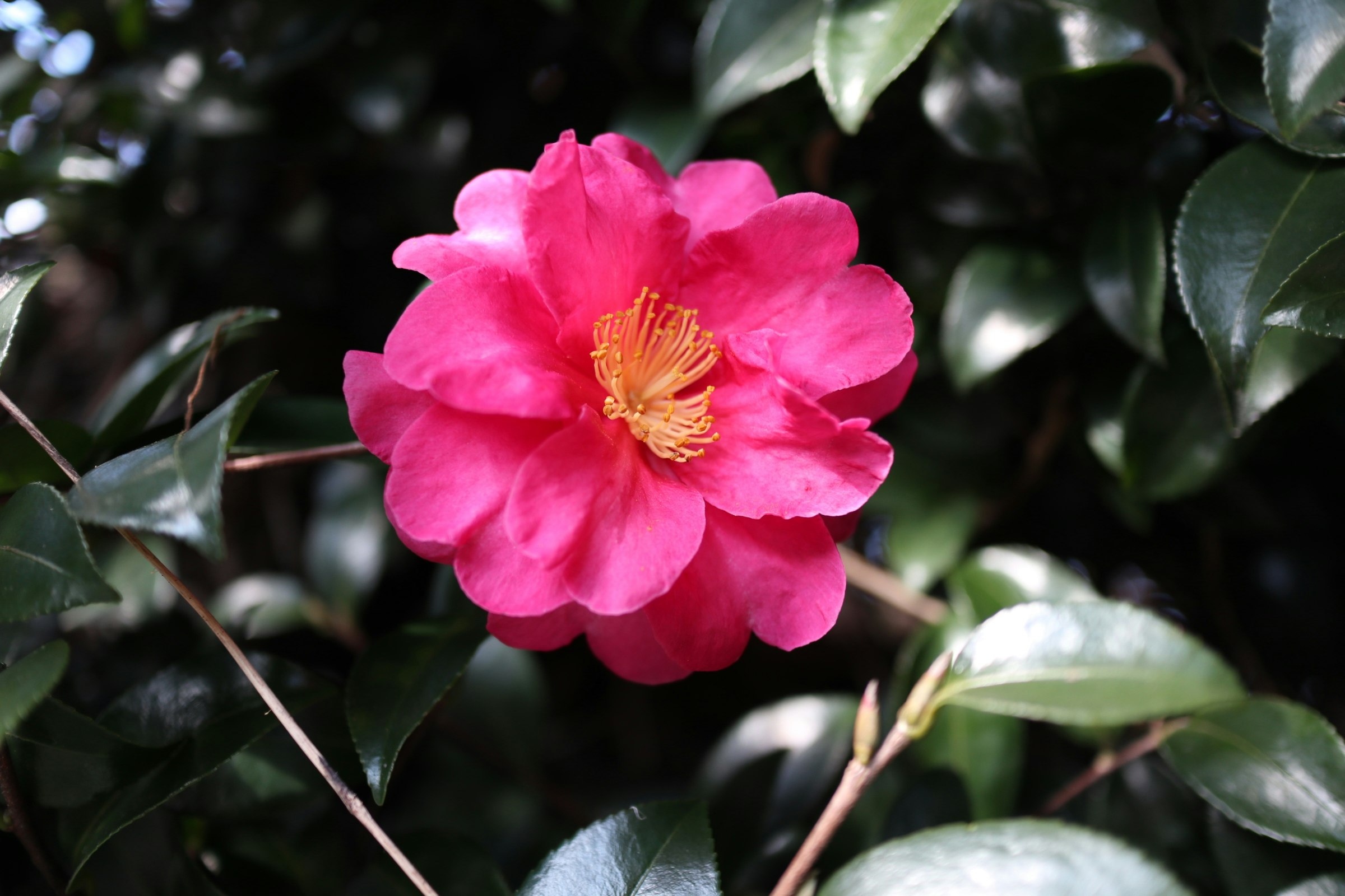 椿の花が咲く庭の葉の中のクローズアップ