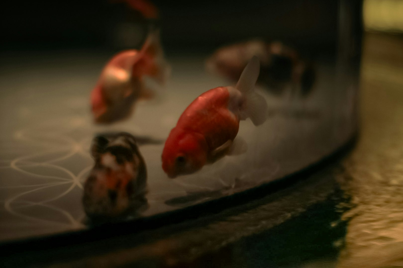 水槽の中で泳ぐ金魚