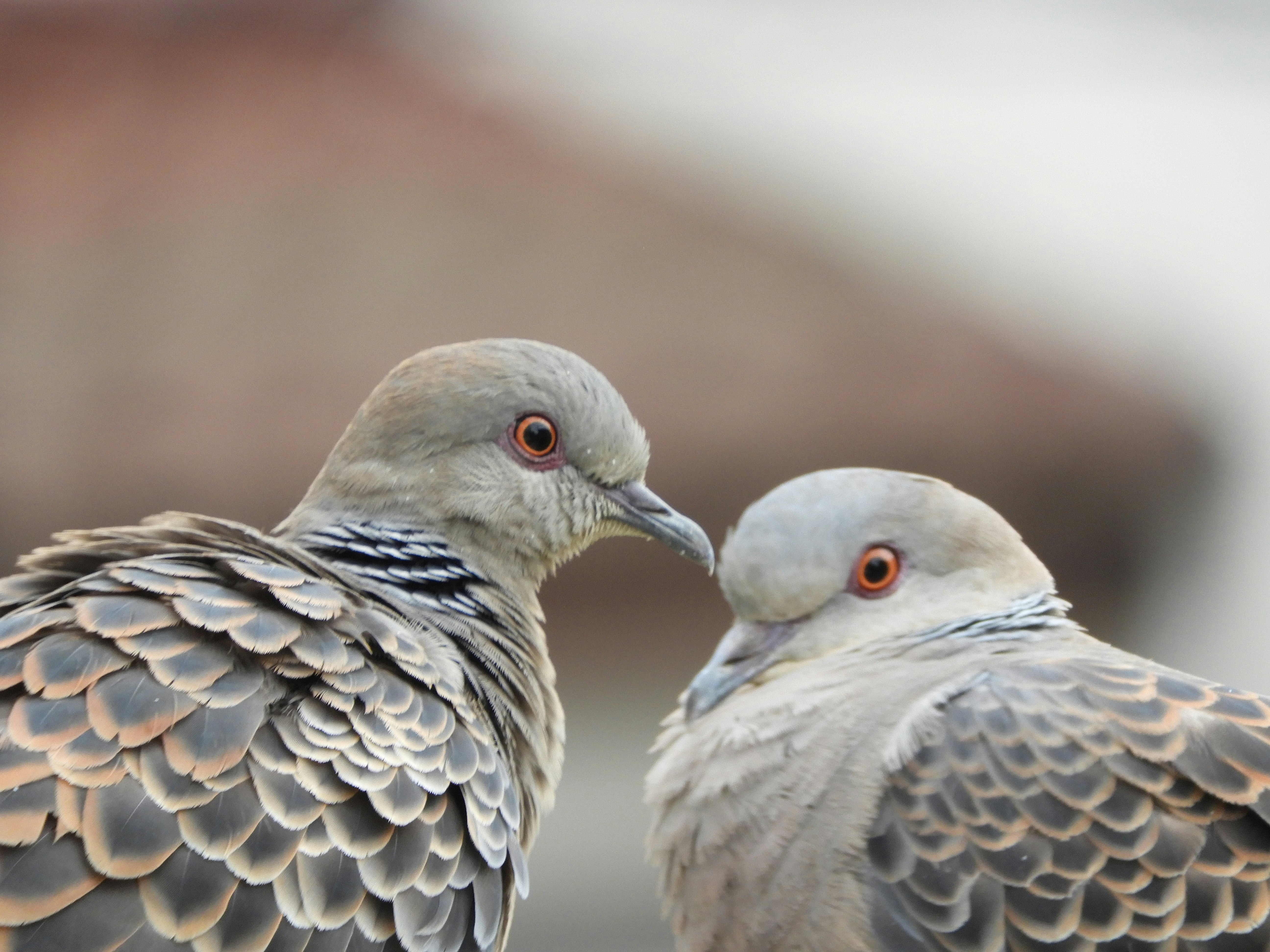 Deux pigeons blottis l’un contre l’autre