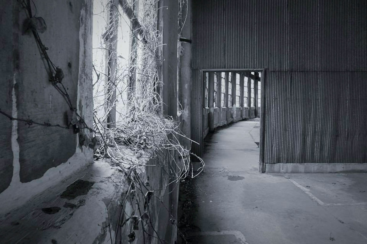 Black and white image of an abandoned interior with vines near windows and wooden walls