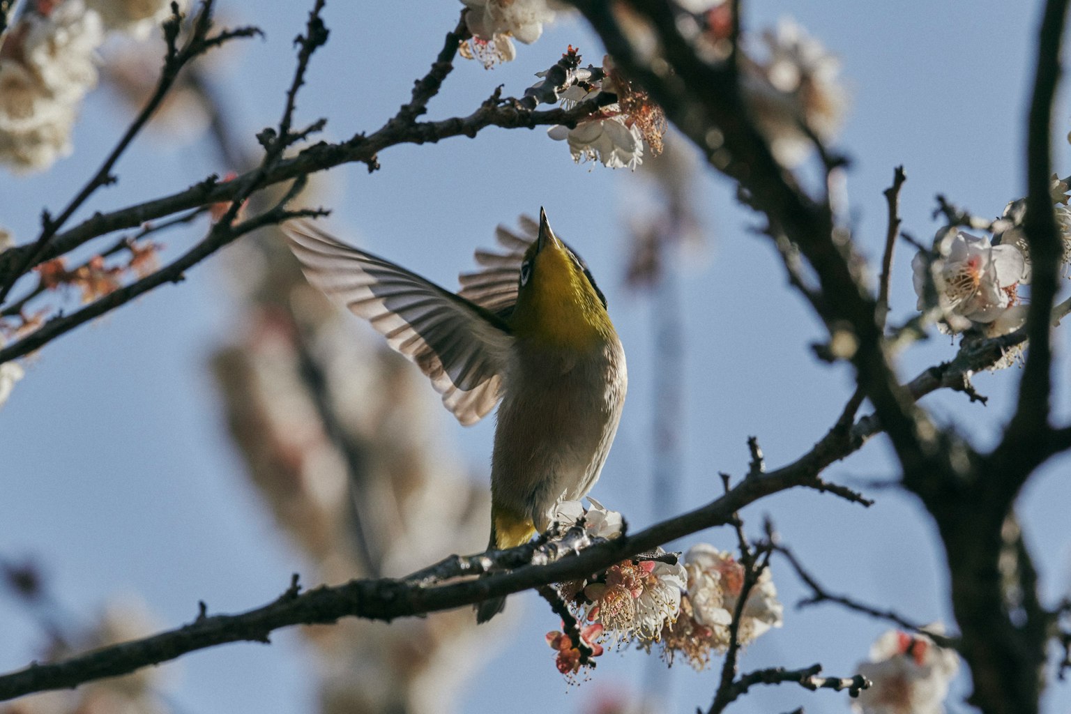 Ein kleiner Vogel breitet seine Flügel auf einem Kirschbaumzweig aus