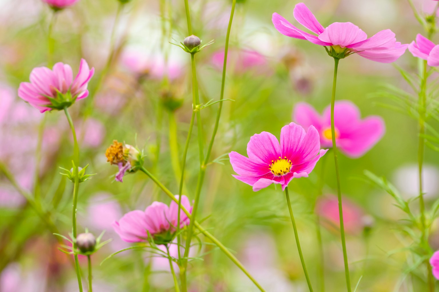 Un paesaggio con bellissimi fiori rosa su uno sfondo verde