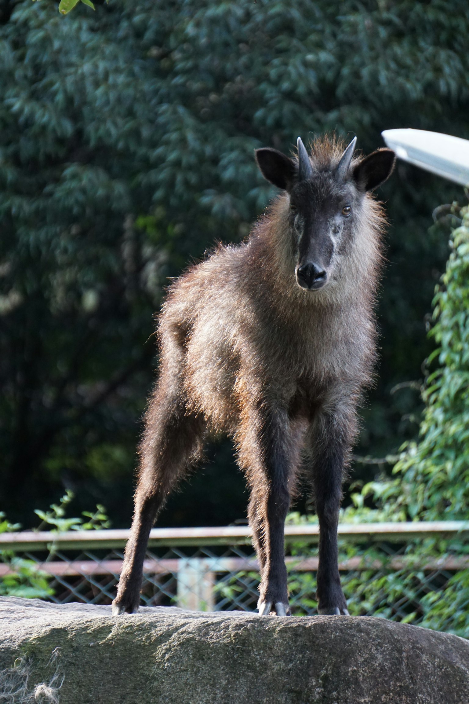 Un animale simile a una capra in piedi su una roccia con uno sfondo verde