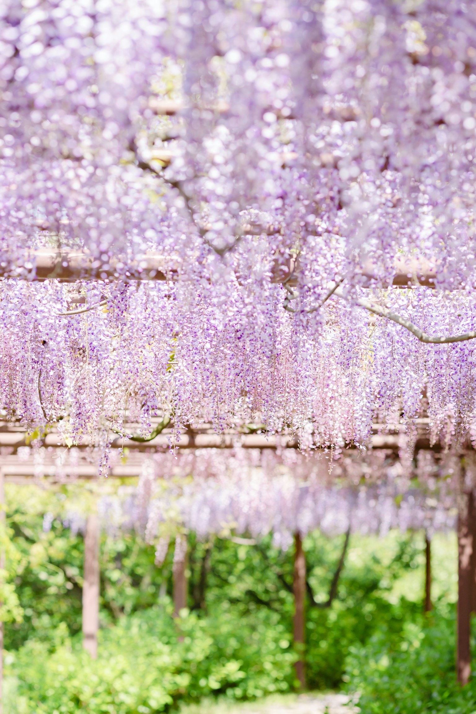 Bella scena di fiori di glicine viola appesi
