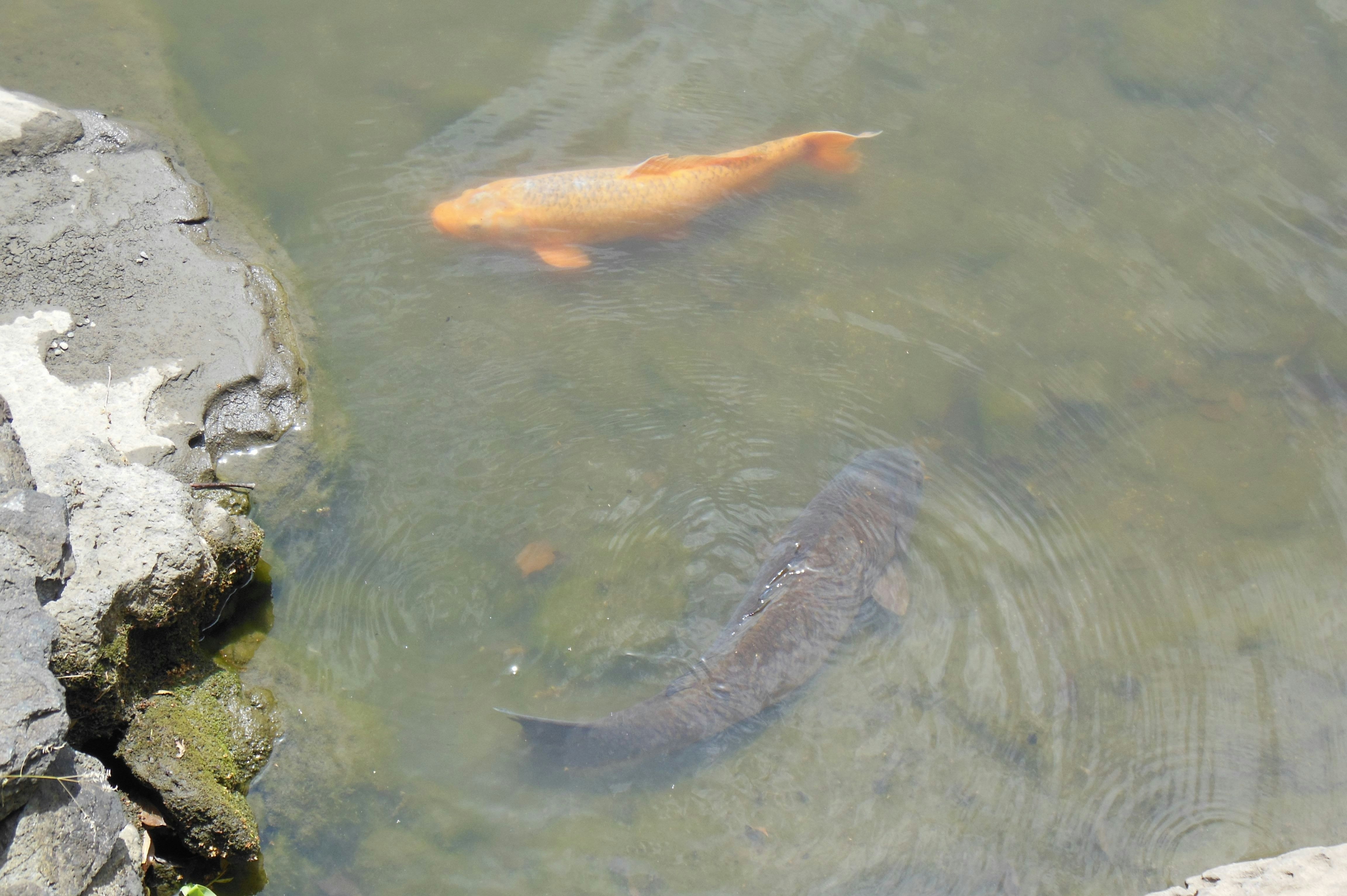 Fish swimming in shallow water near rocks