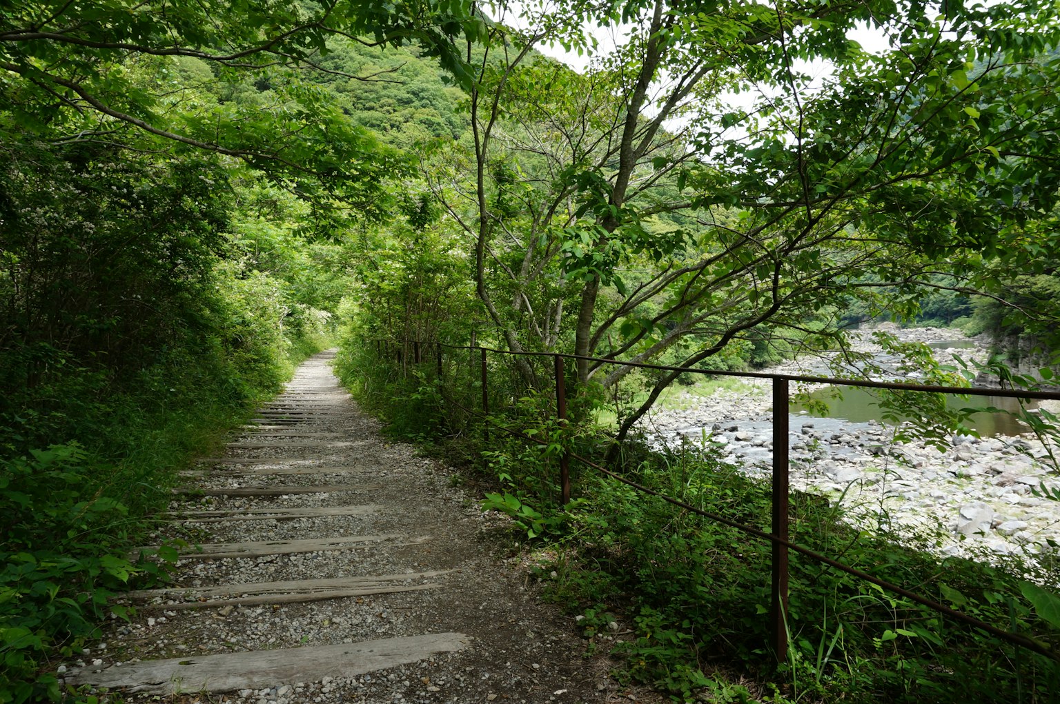 A pathway surrounded by greenery leading to a river