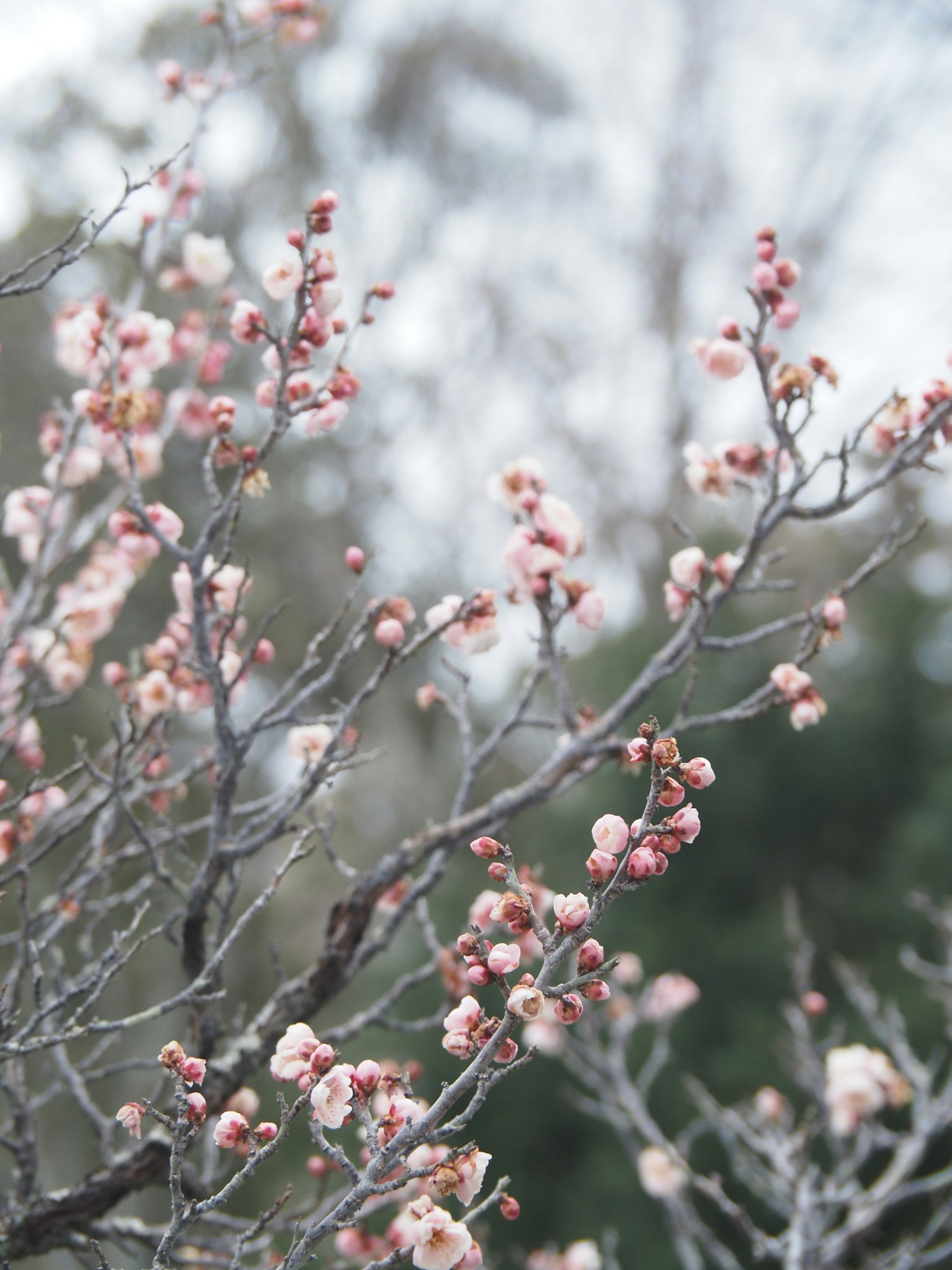 Close-up cabang dengan bunga pink lembut