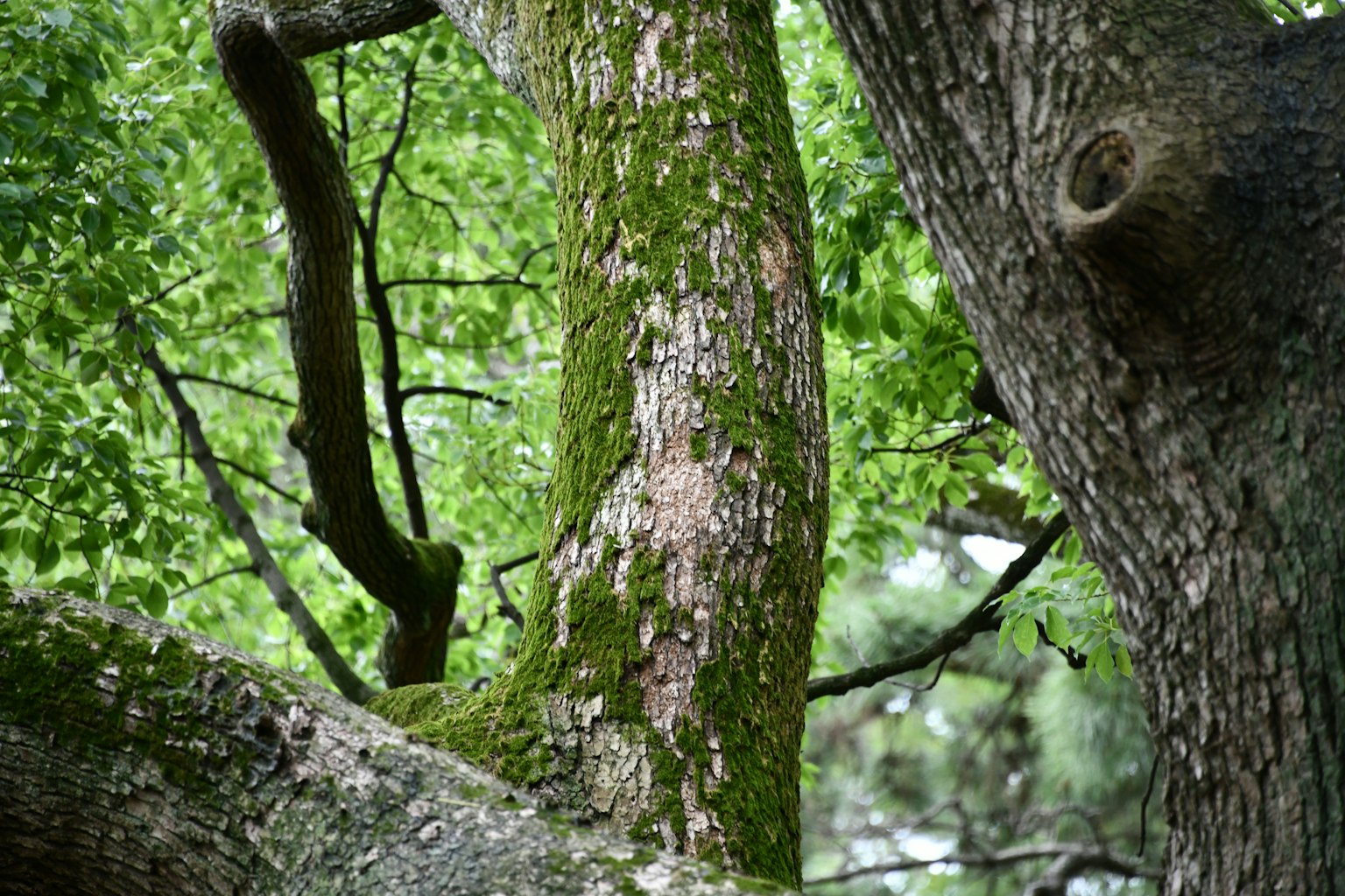 Gros plan sur un tronc d'arbre entouré de feuilles vertes écorce moussue avec des textures complexes
