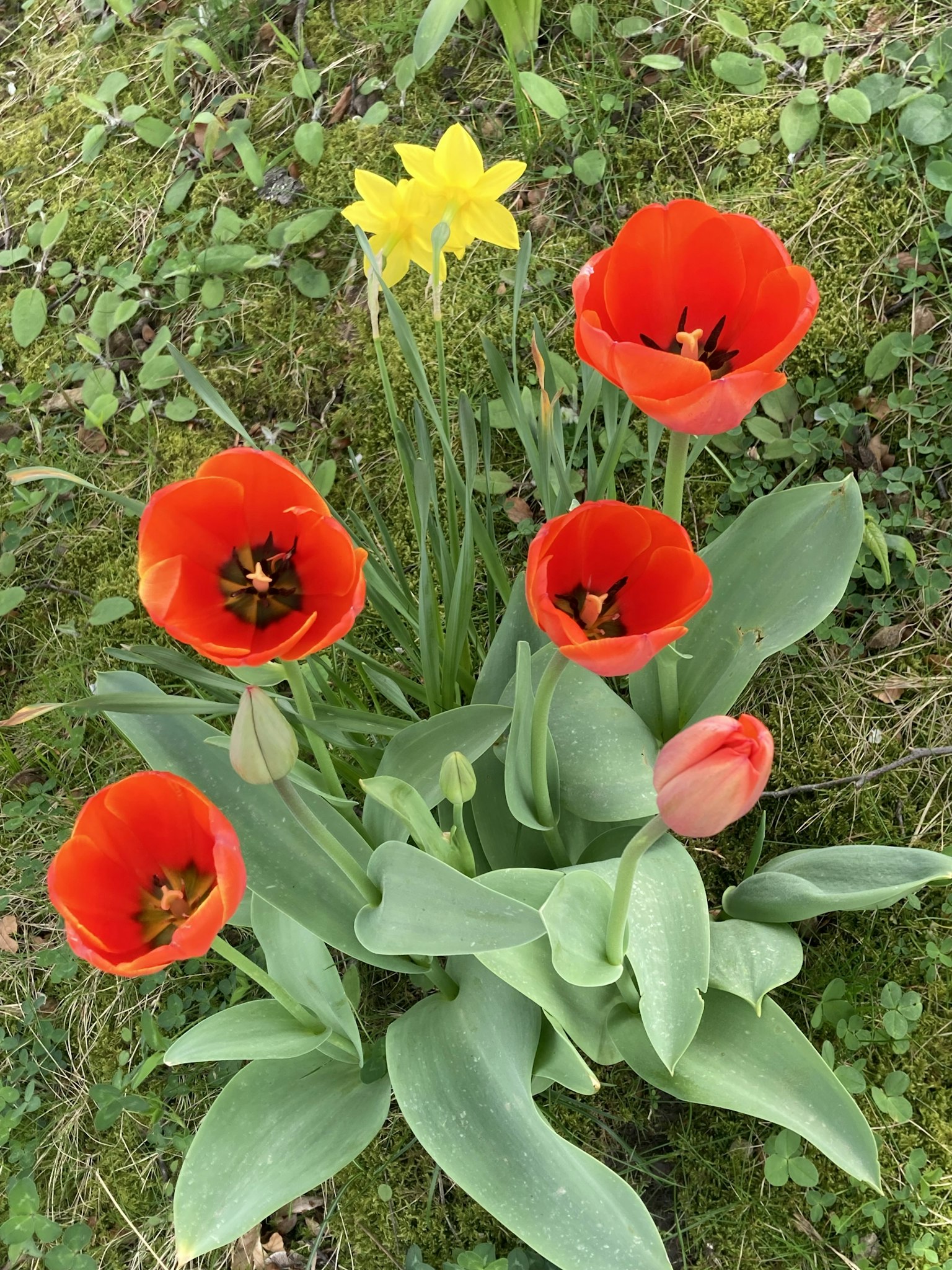 Ein Haufen roter Tulpen und eine gelbe Narzisse, die in einem Garten blühen