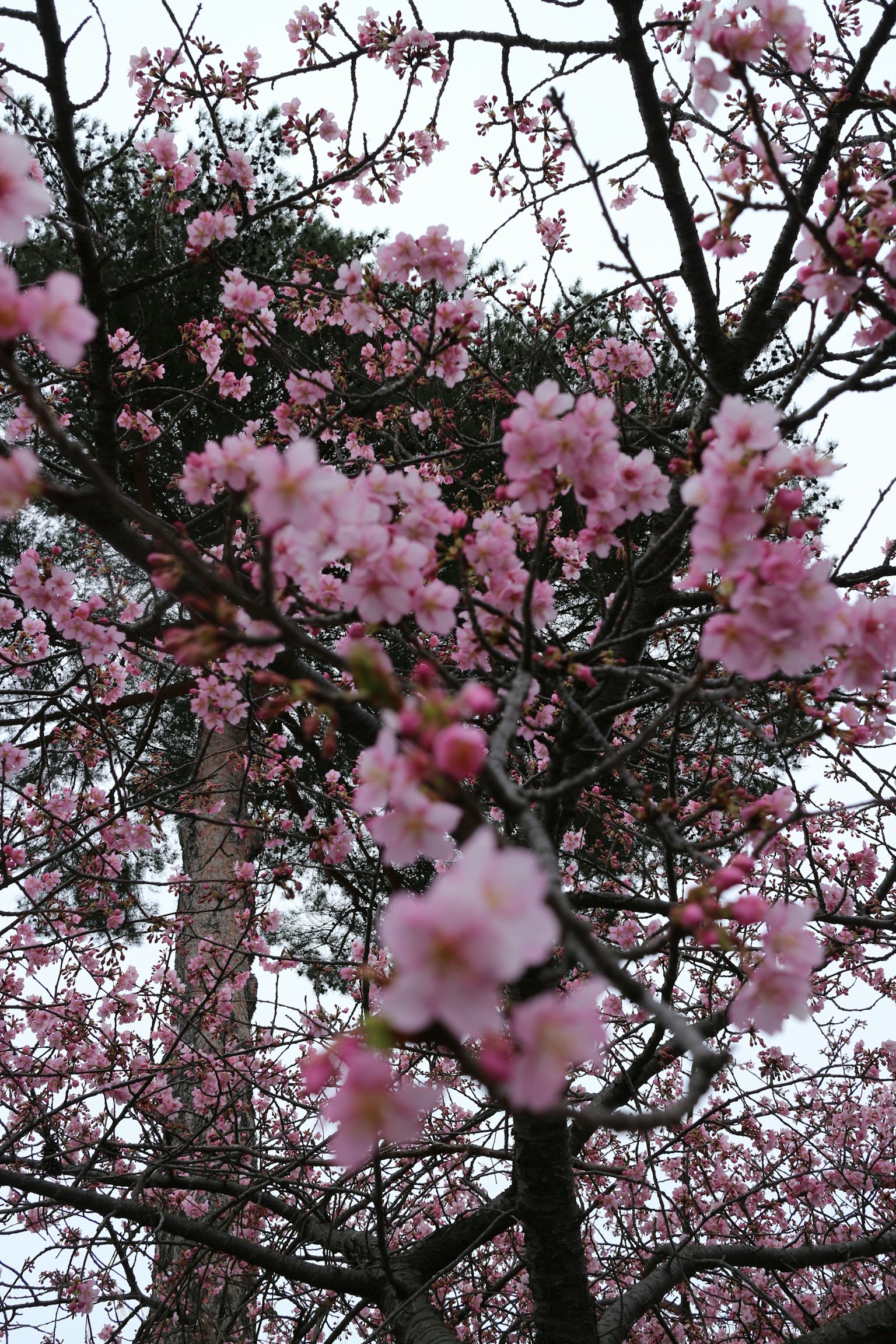 Vista di un albero di ciliegio in fiore con fiori rosa