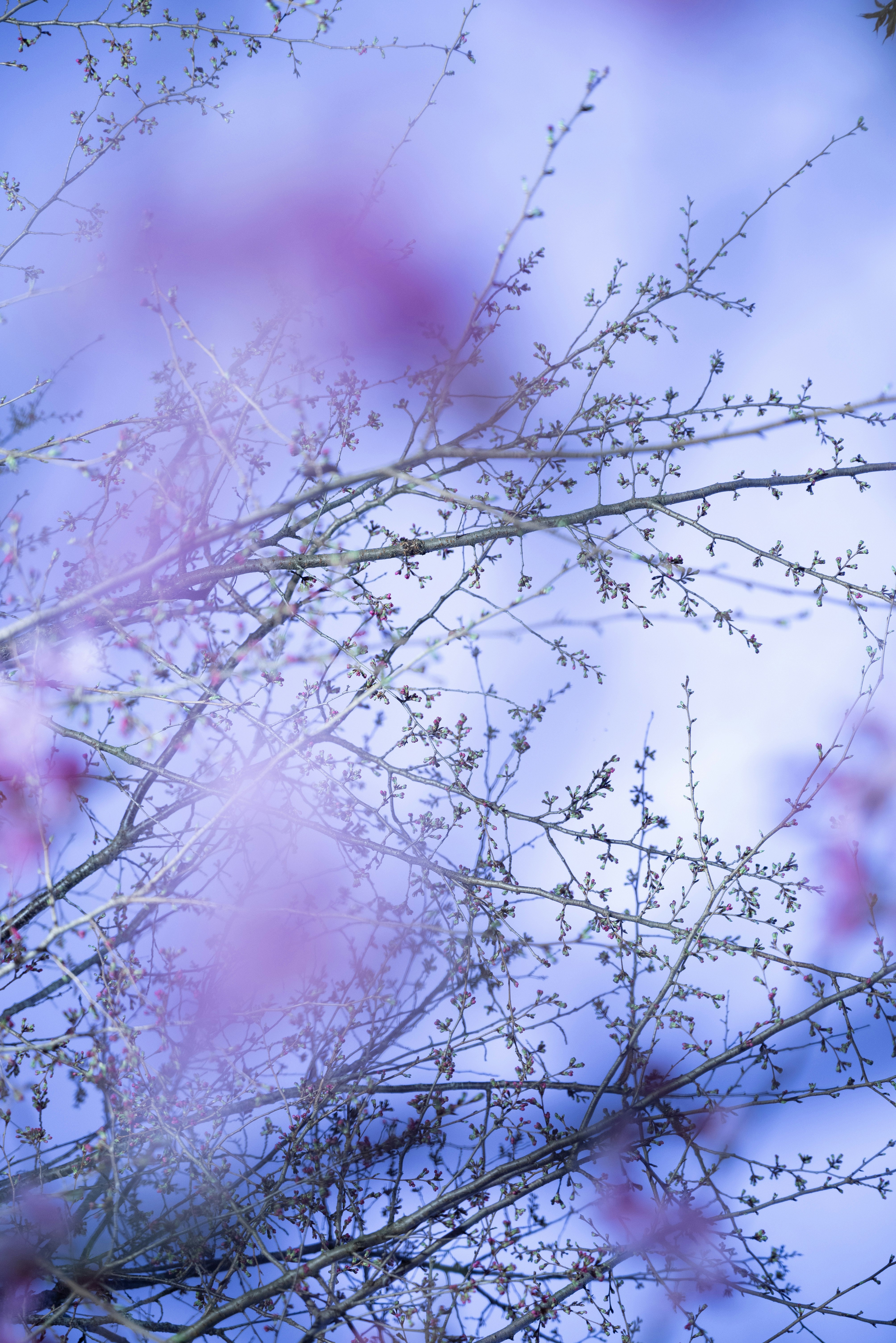 桜の枝に咲く花と淡いピンクの花びらのボケ背景