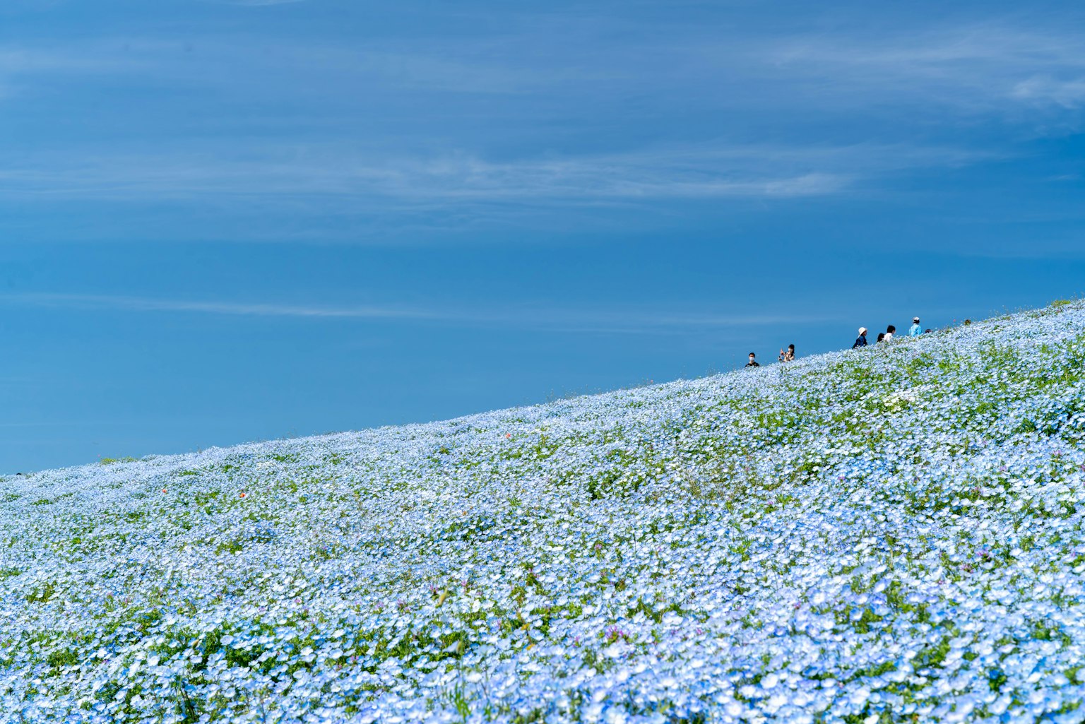 Ein Feld mit weißen Blumen unter einem blauen Himmel mit Menschen in der Ferne