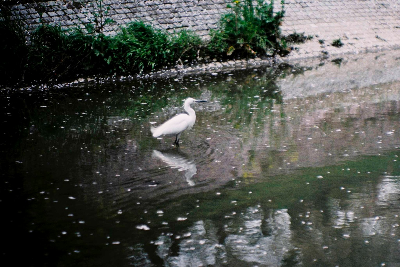 Un pájaro blanco de pie en un cuerpo de agua tranquilo con reflejos en la superficie