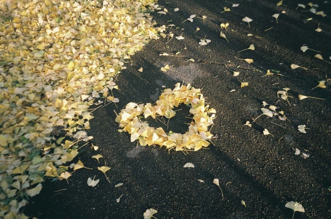 Heart shape created with yellow leaves on a dark surface surrounded by fallen leaves