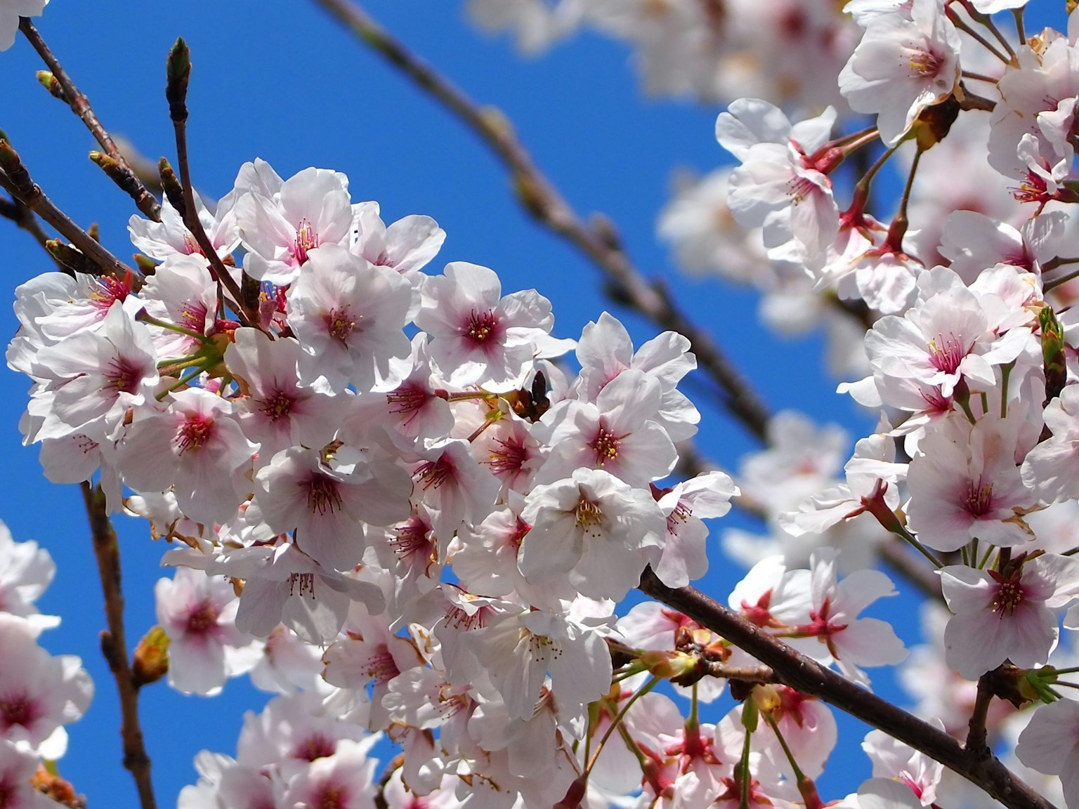 Kedekatan bunga sakura dengan latar belakang langit biru