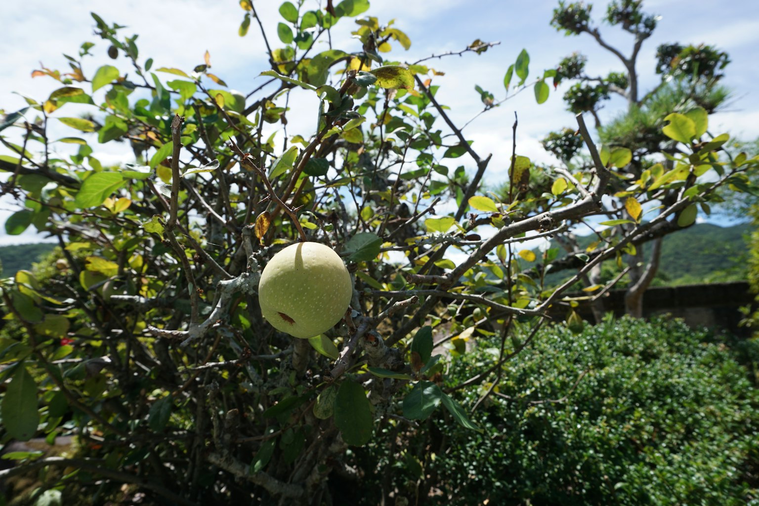 A branch of a tree with a single fruit surrounded by green leaves
