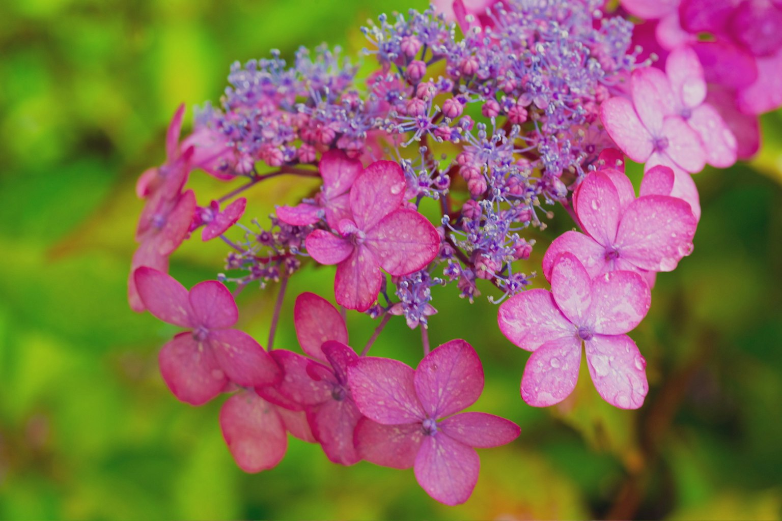 Lebendige rosa und lila Blumen mit grünem Hintergrund
