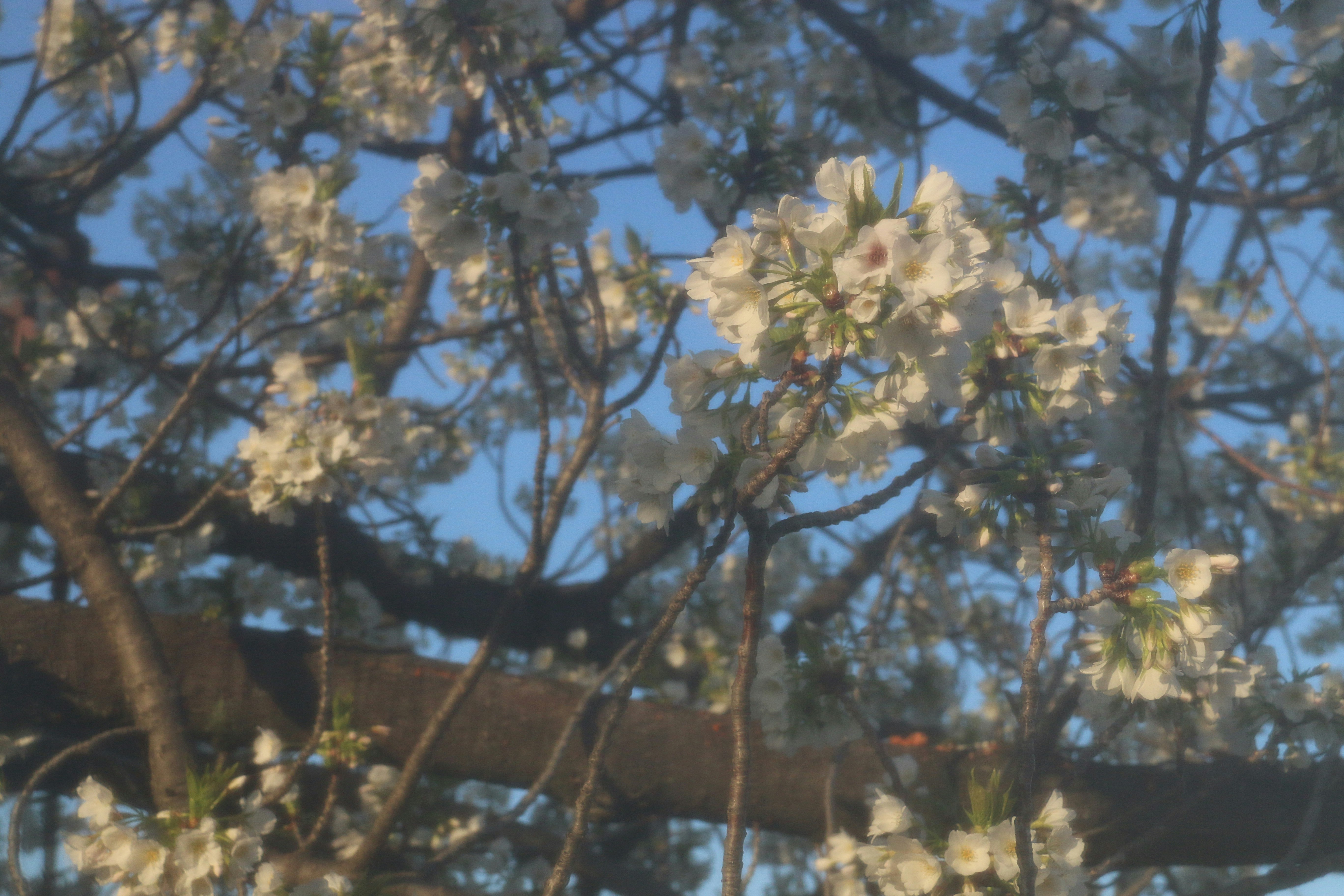 桜の花が枝に咲く春の木立