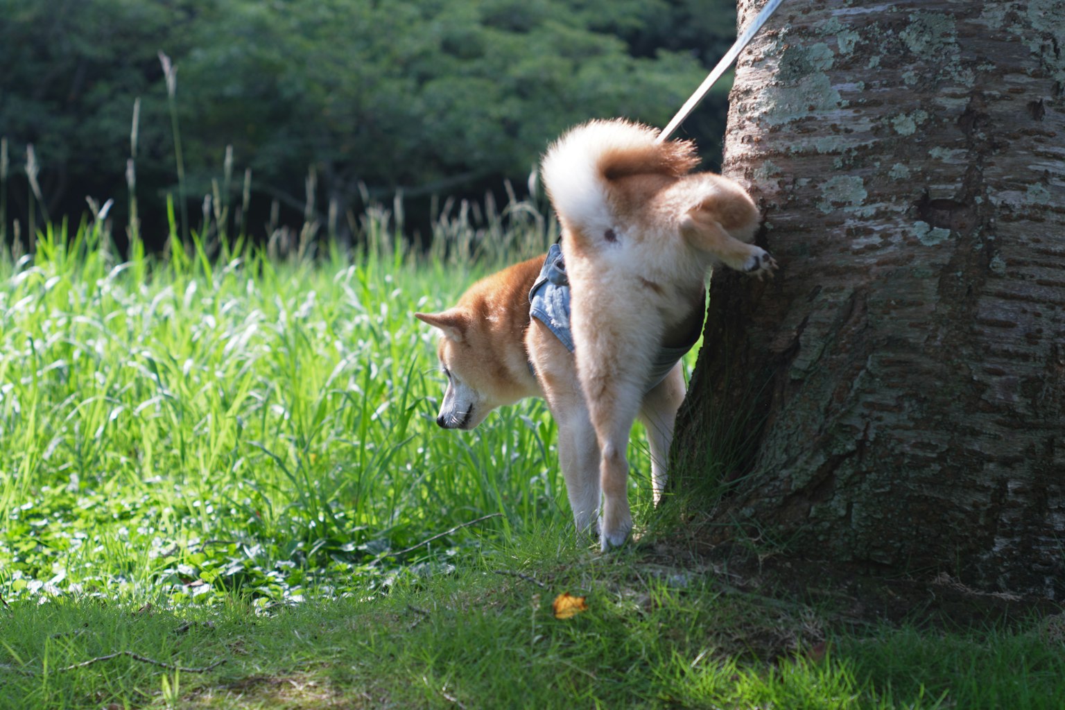 Shiba Inu đang đi tiểu bên cạnh cây