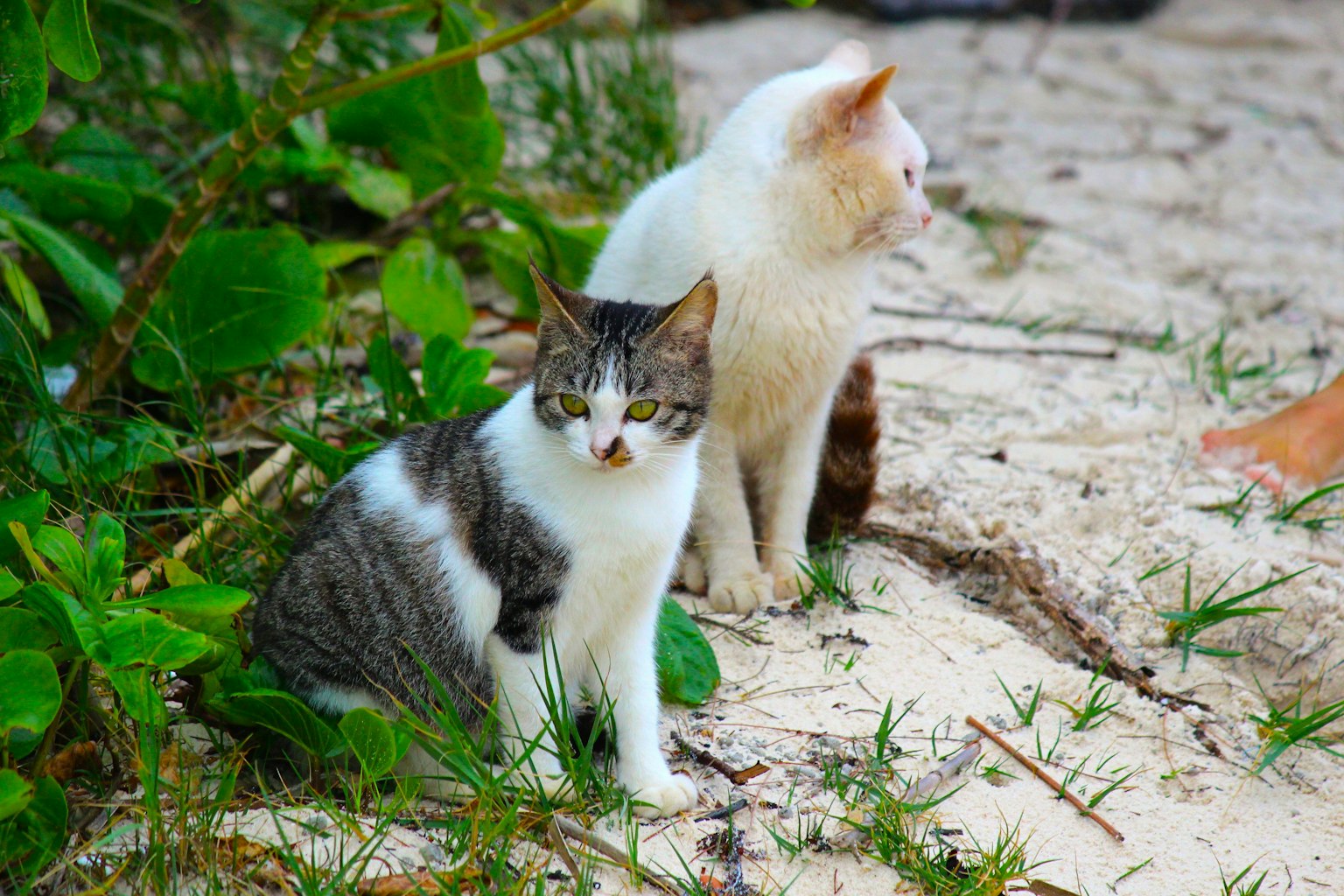 Deux chats assis sur un sol sablonneux entouré de feuillage vert