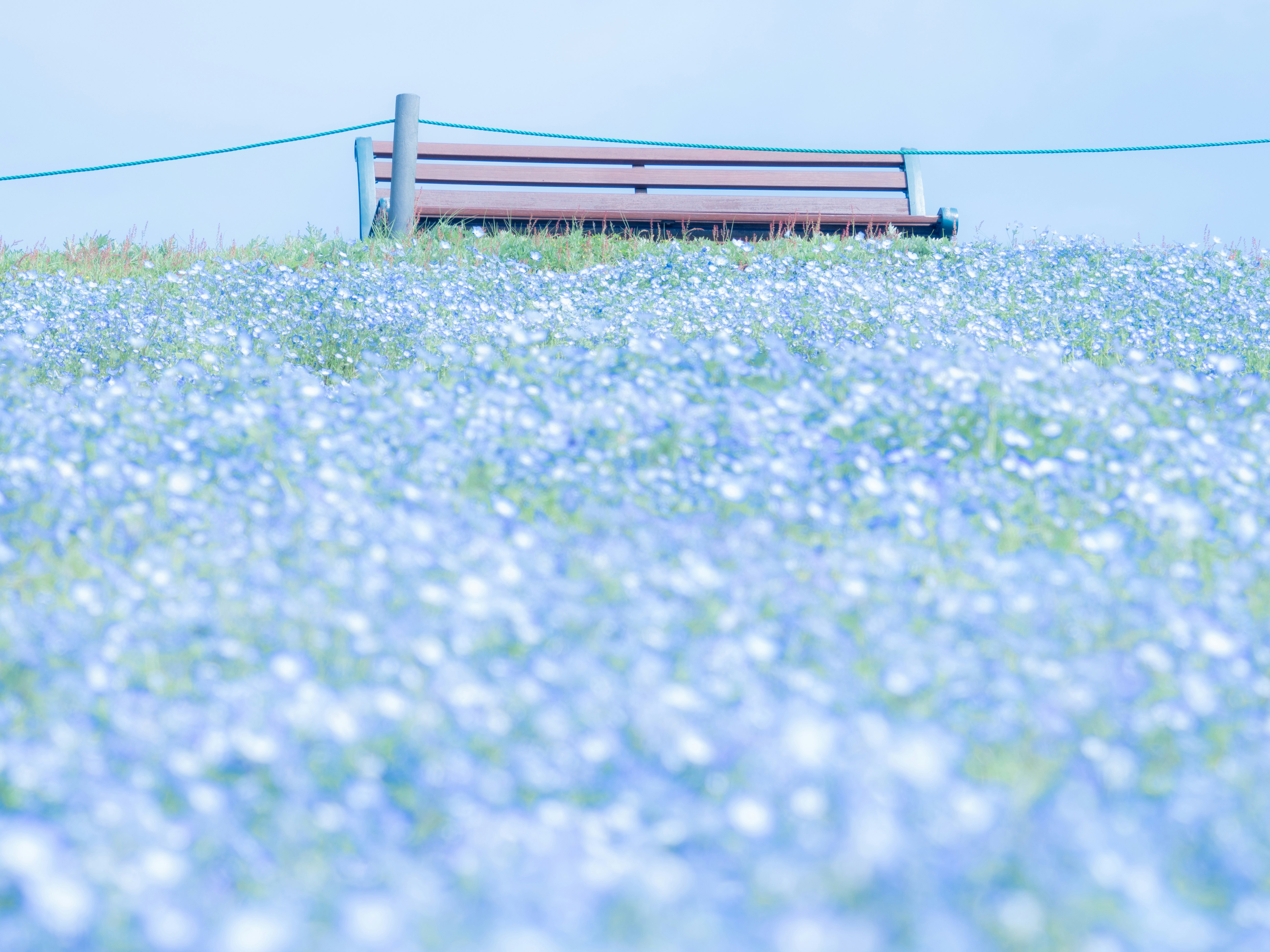 campo di fiori blu con una panchina sotto un cielo sereno