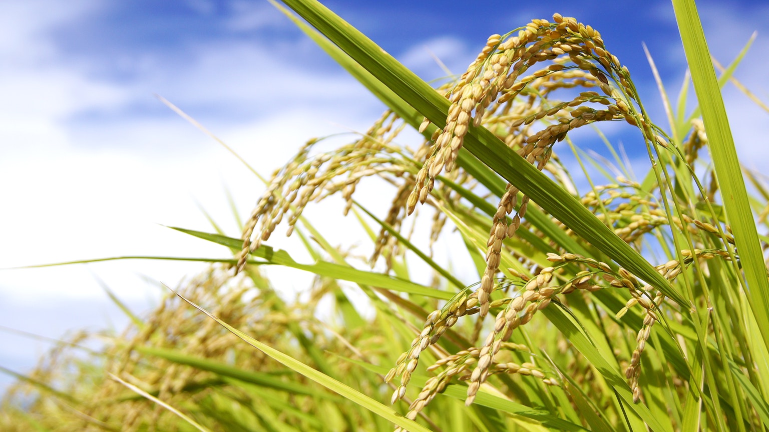 Plantas de arroz exuberantes con un cielo azul brillante