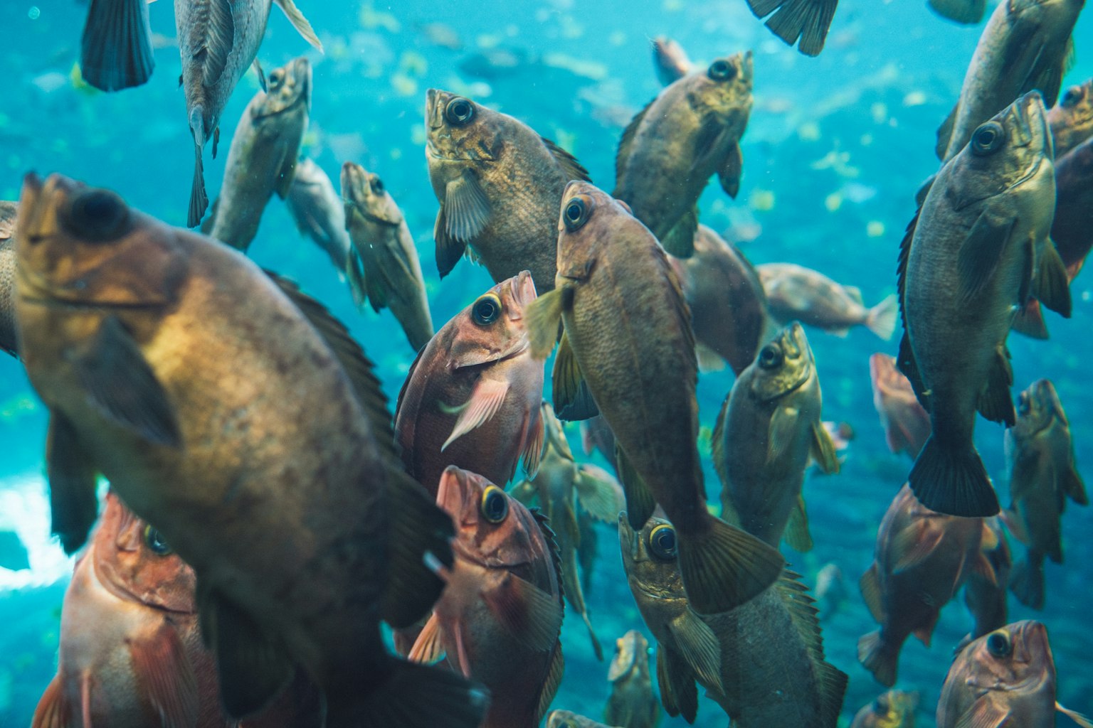 A school of fish swimming in clear blue water