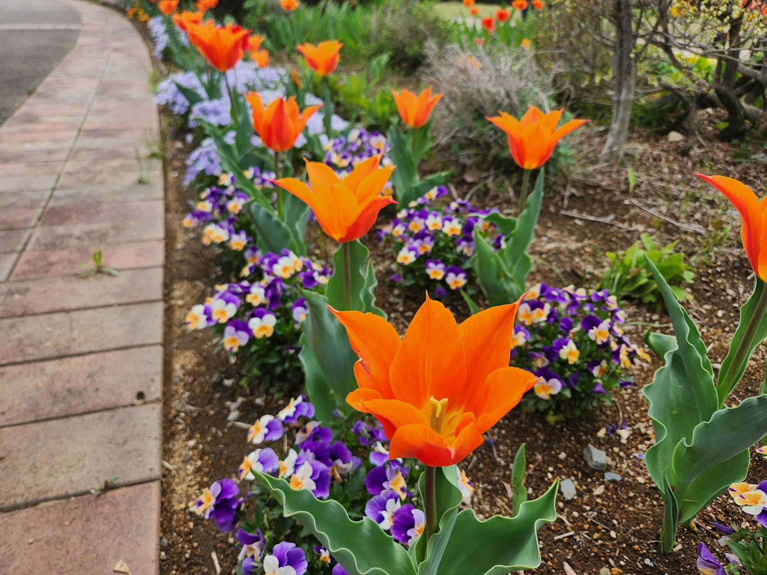 สวนดอกไม้ที่มีทิวลิปสีส้มสดใสและแพนซีสีม่วง