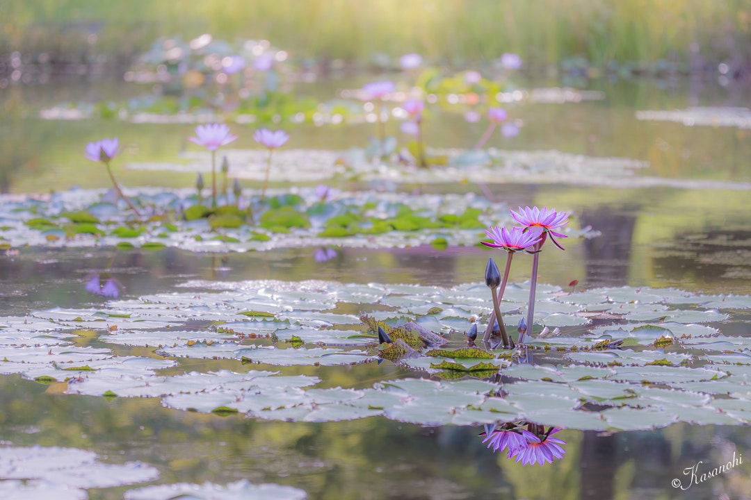 寄り添う睡蓮の花が水面に映る蓮池の風景