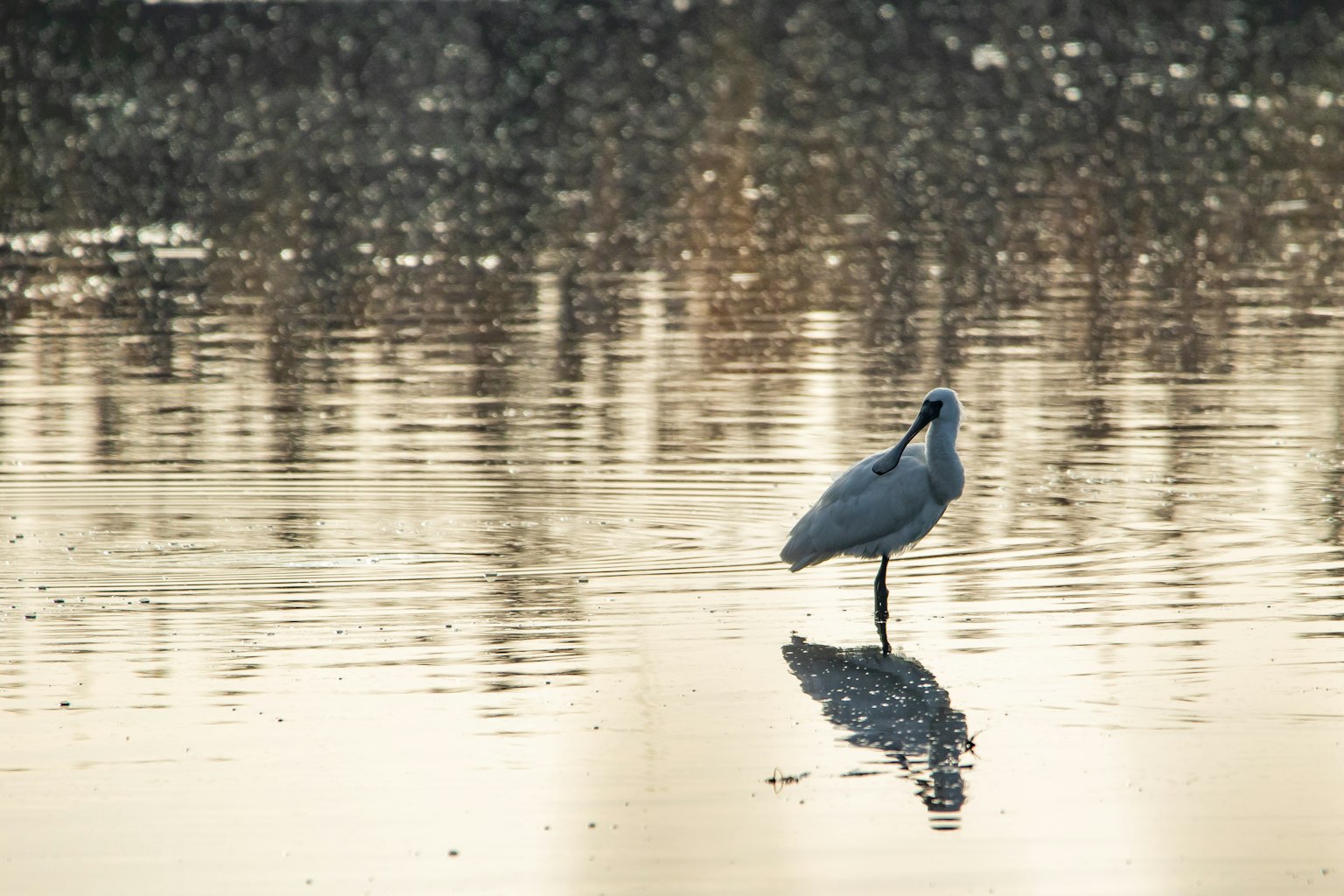 Silhouette burung putih berdiri di tepi air dengan bayangannya