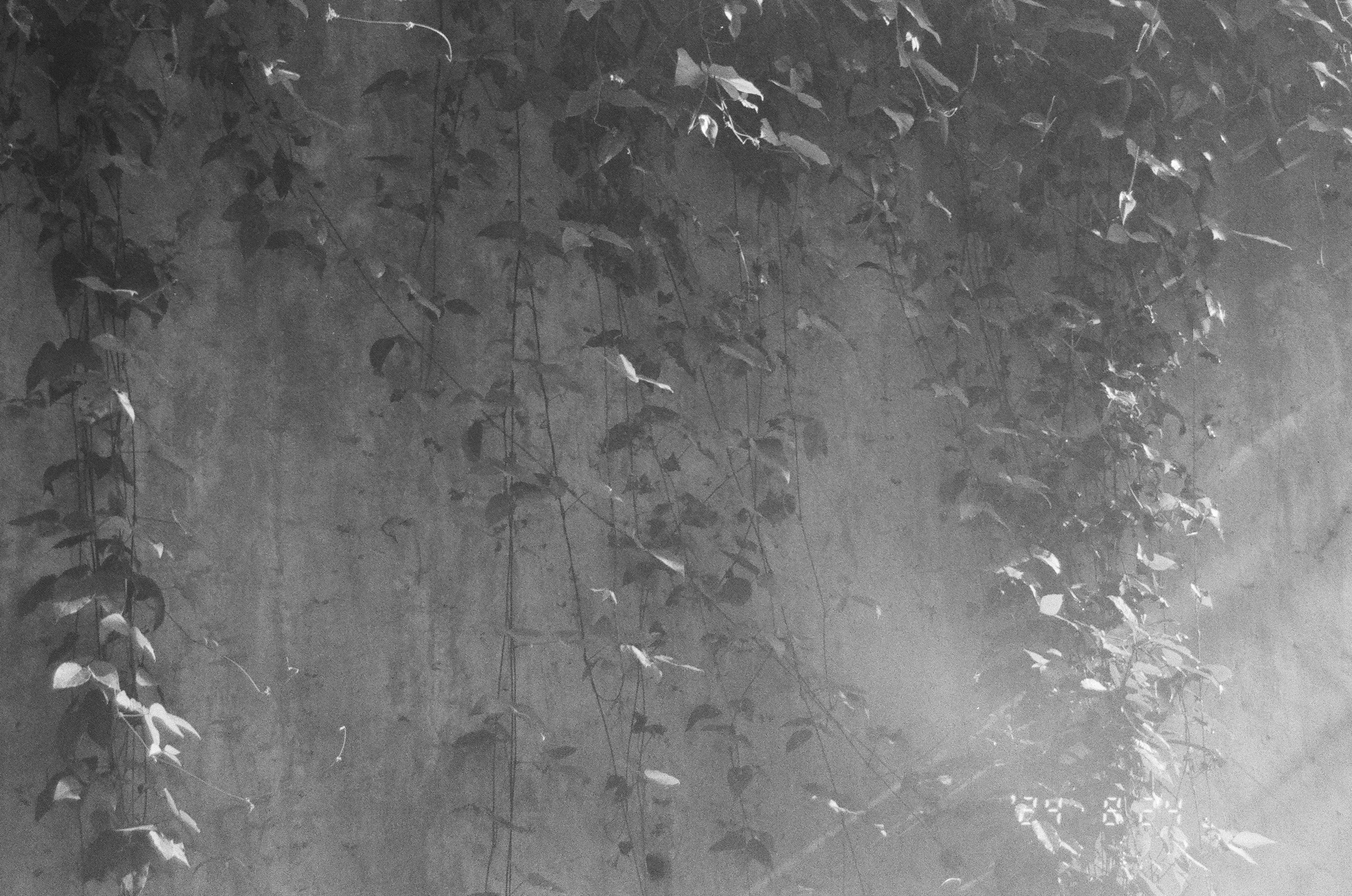 薄暗い背景に絡まる緑の葉の蔦の写真