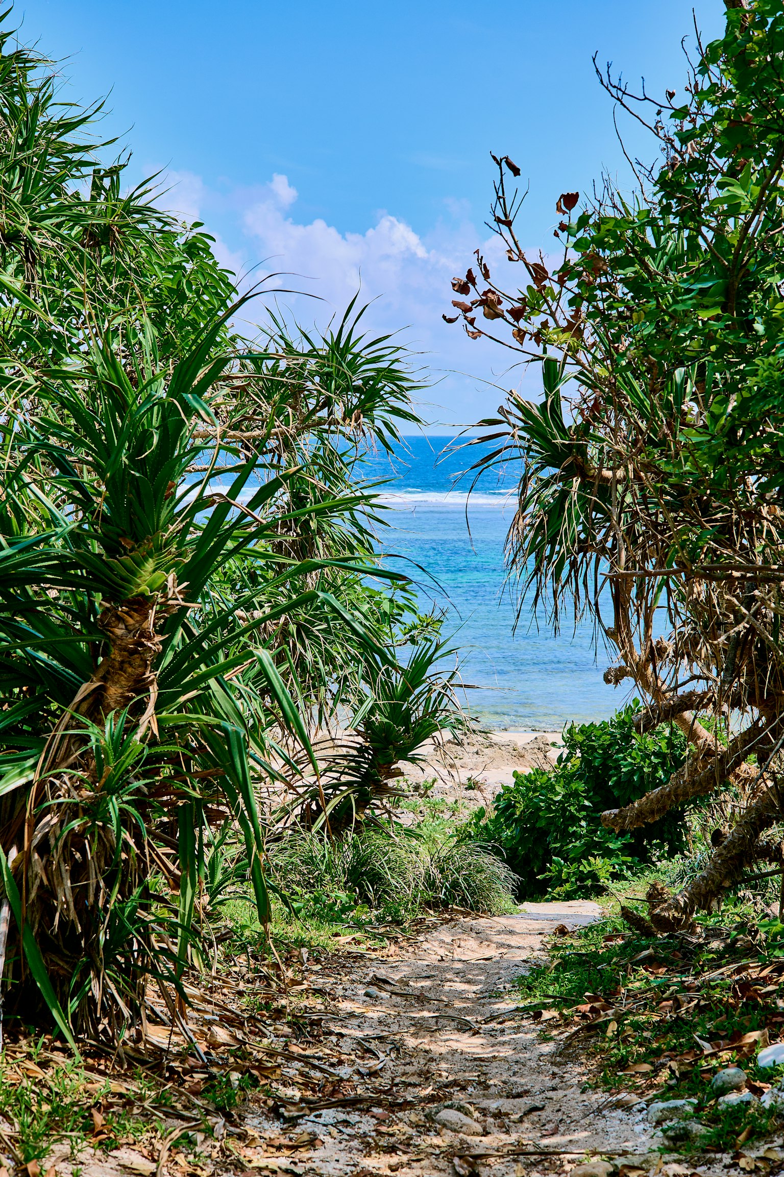 Allée verdoyante menant à la plage avec ciel bleu clair