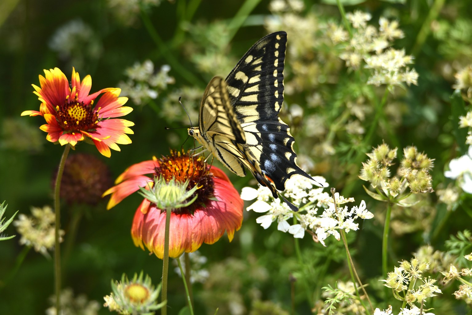 Un papillon se reposant sur des fleurs vibrantes dans un jardin