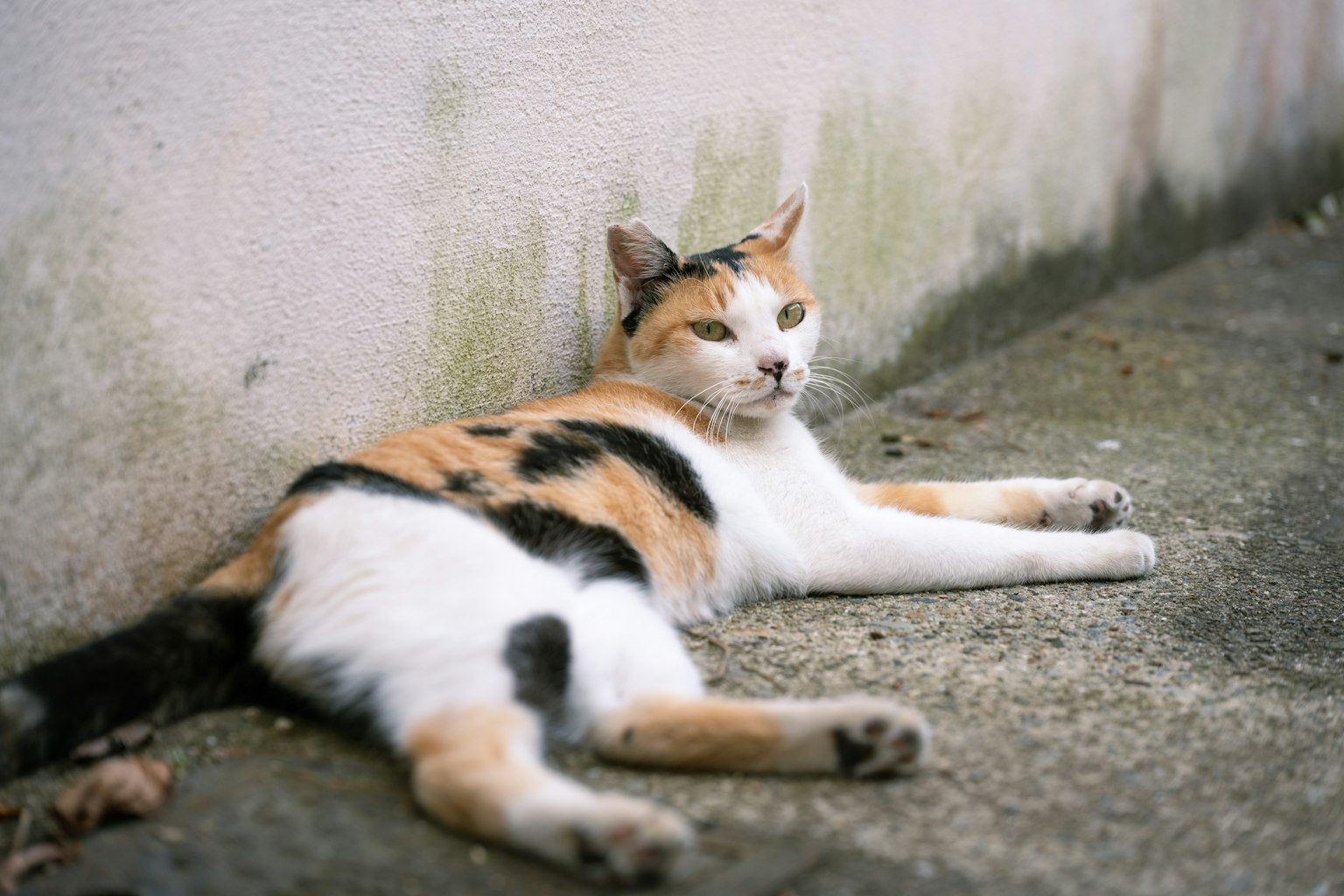 Eine tricolor Katze liegt entspannt neben einer Wand