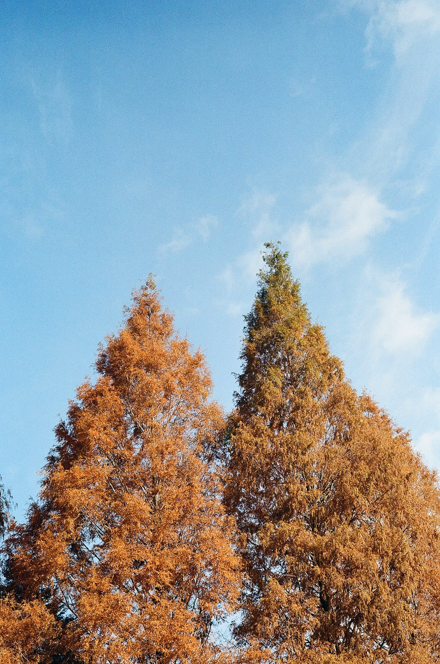 Alberi con foglie arancioni e un albero verde sotto un cielo blu