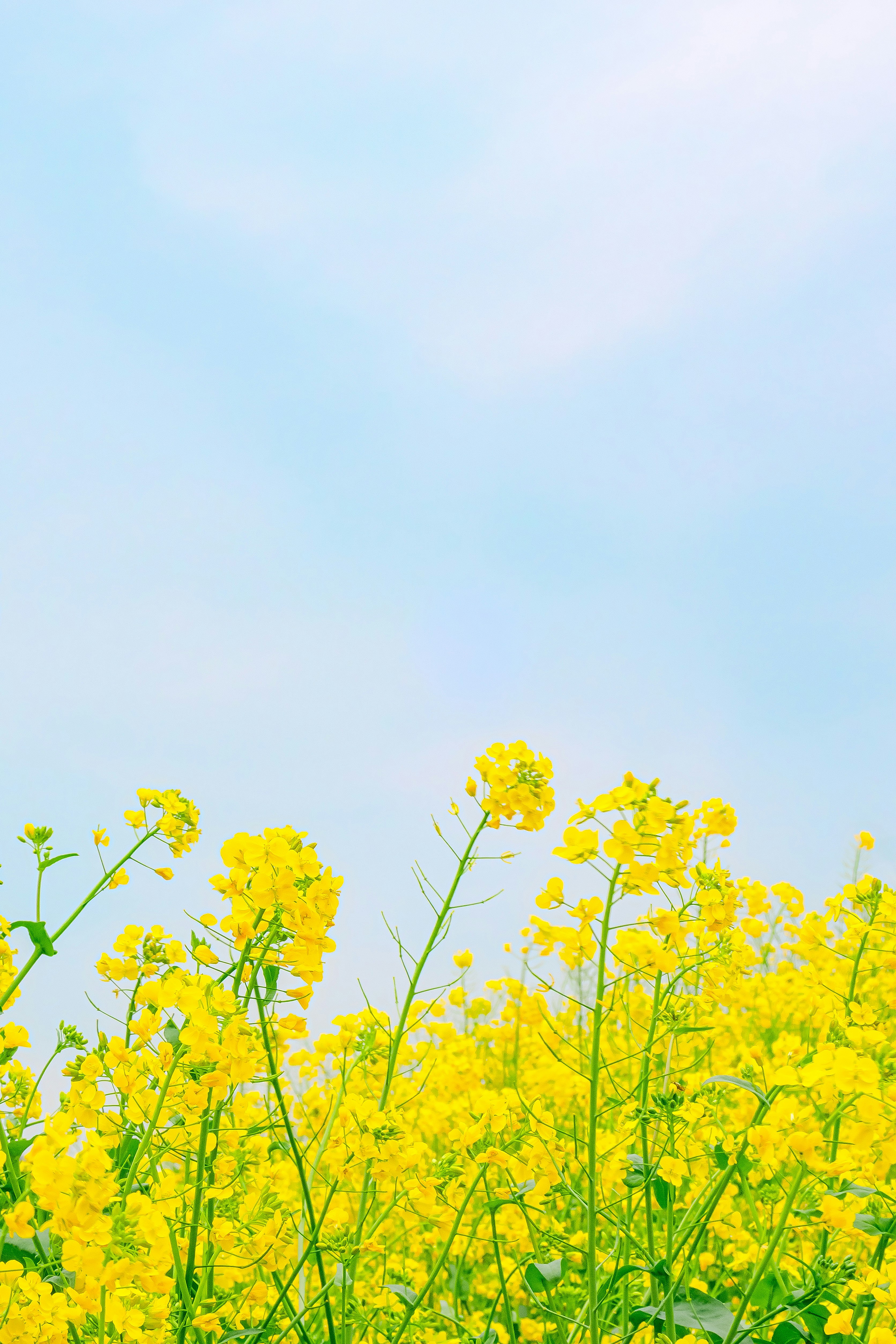 青空の下で咲く黄色い菜の花畑