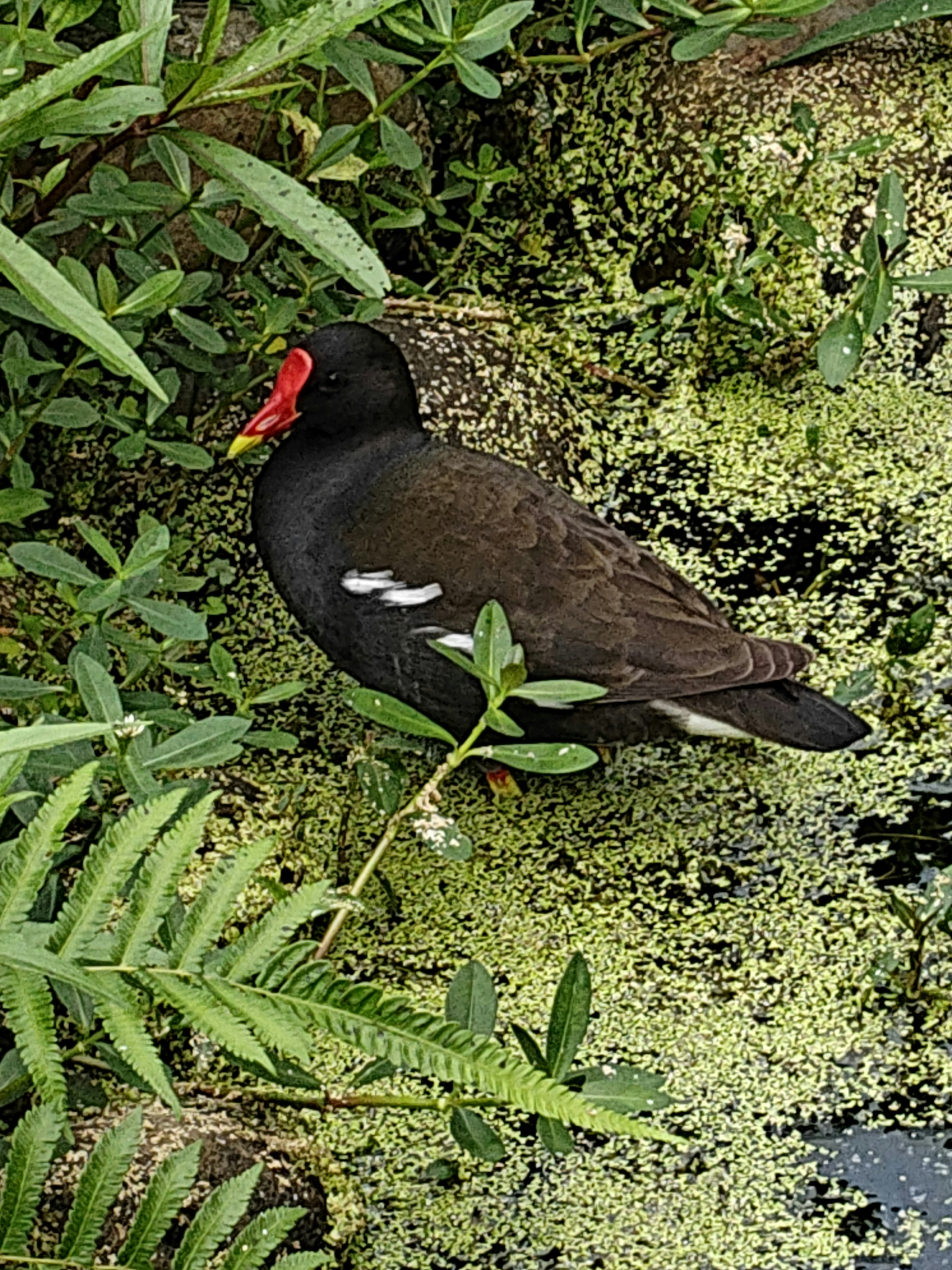 草むらの中で餌を探す黒い鳥