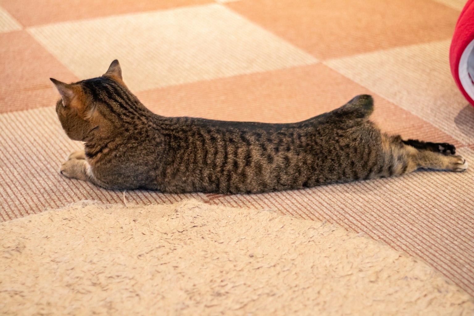 Un gato rayado estirándose sobre una alfombra
