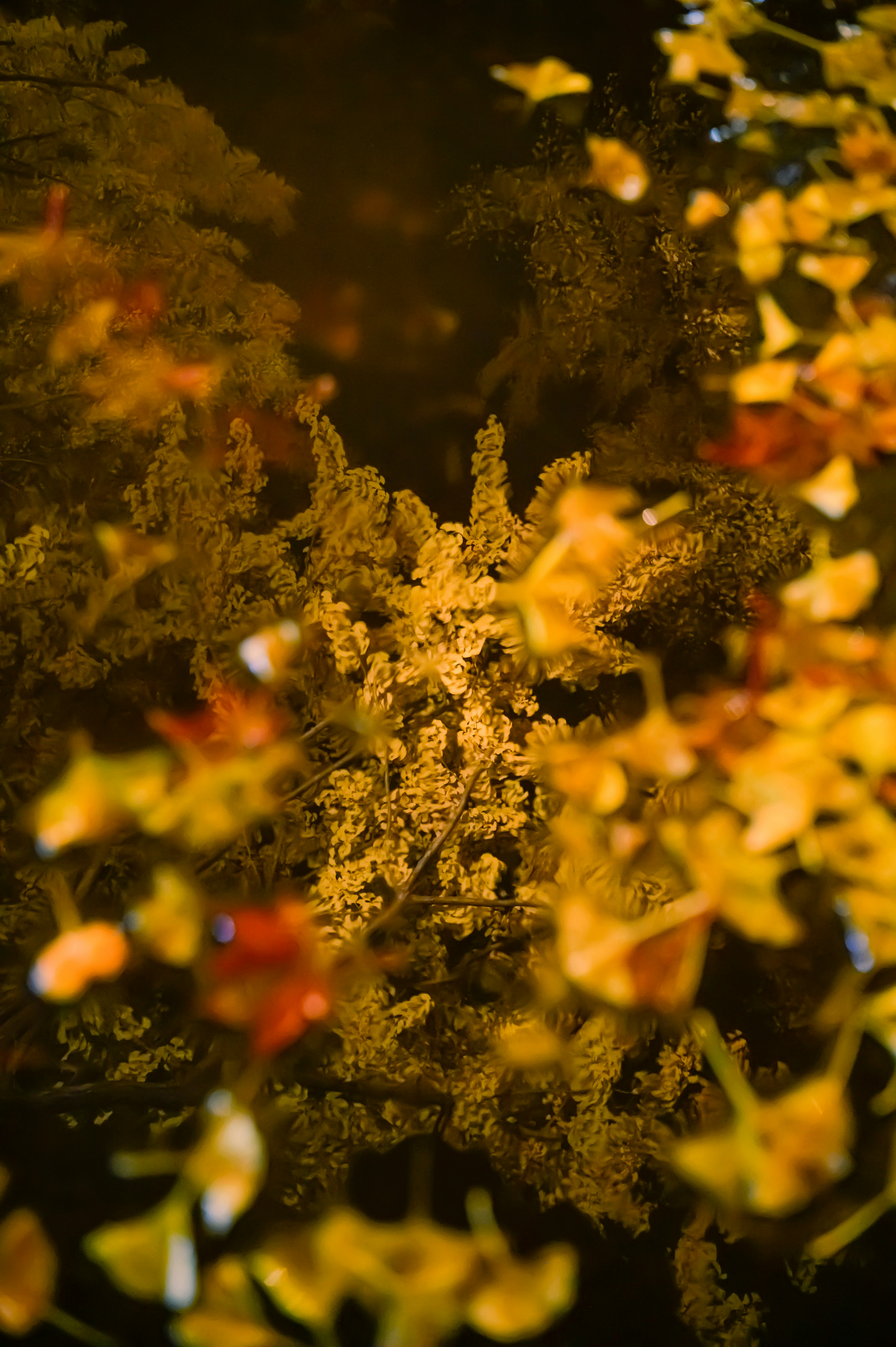 夕暮れの光に照らされた花の群れ